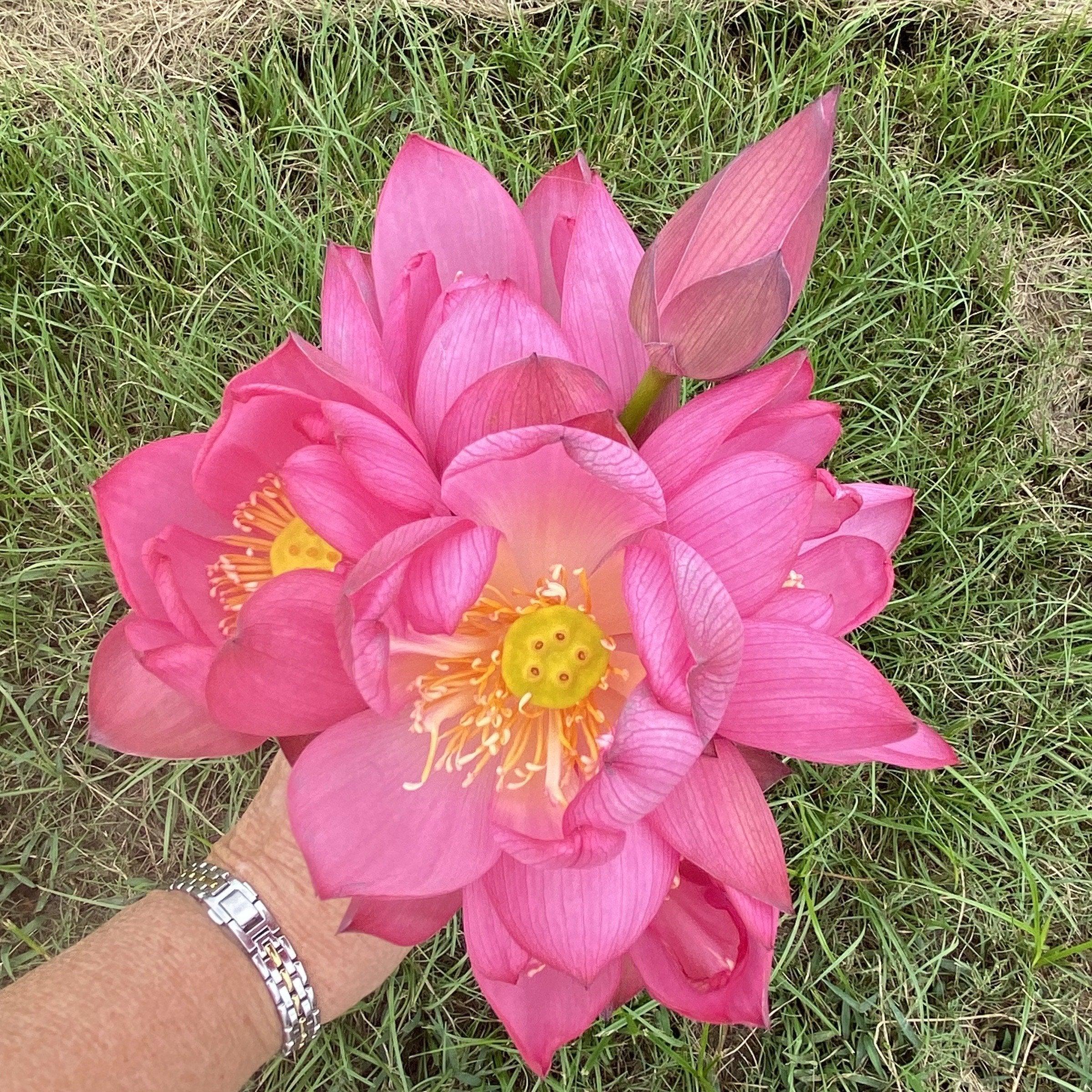 Lady Bug - Mini - Endless Flowers Lotus (Bare Root) - Globalnestes