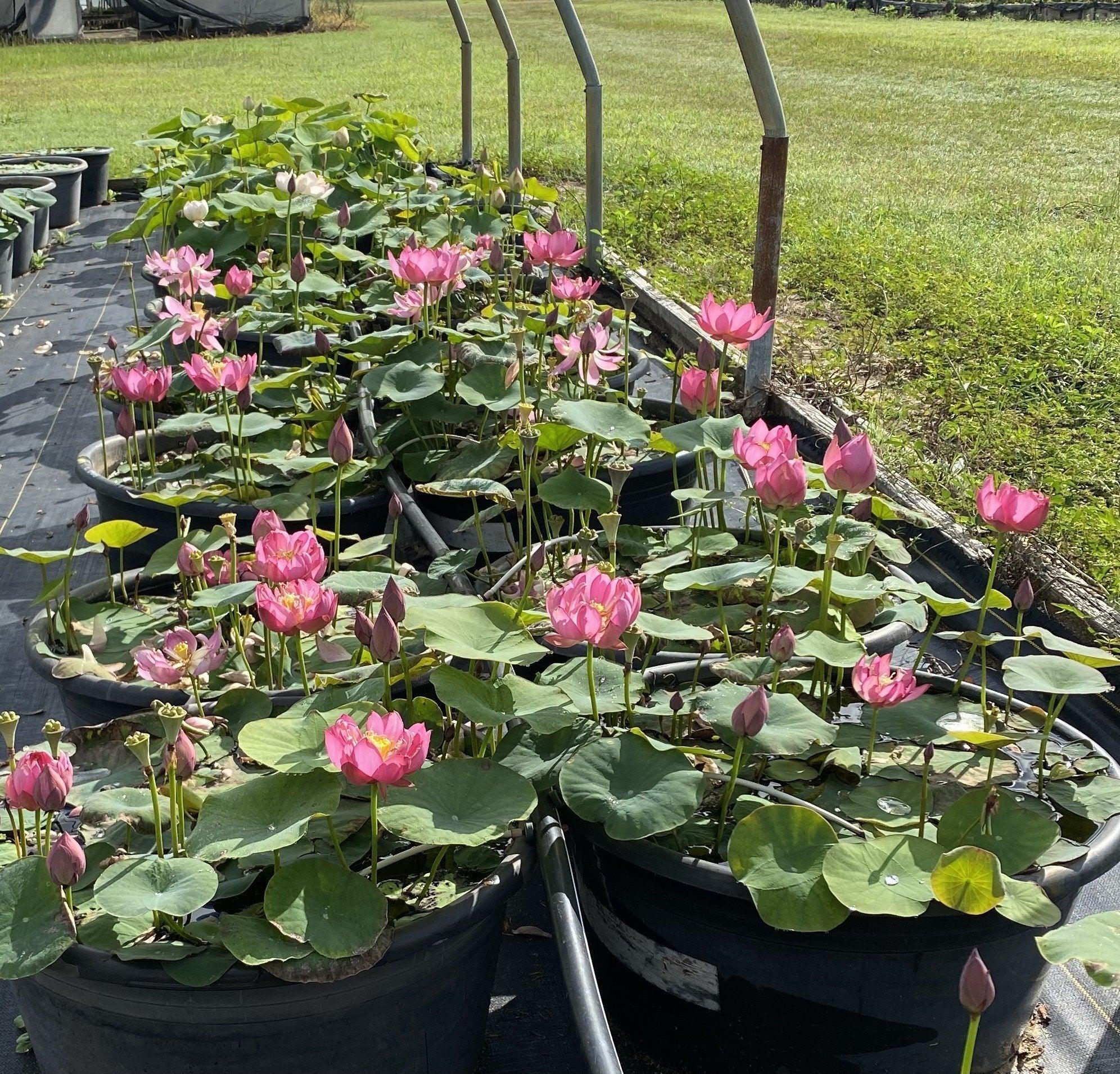 Lady Bug - Mini - Endless Flowers Lotus (Bare Root) - Globalnestes