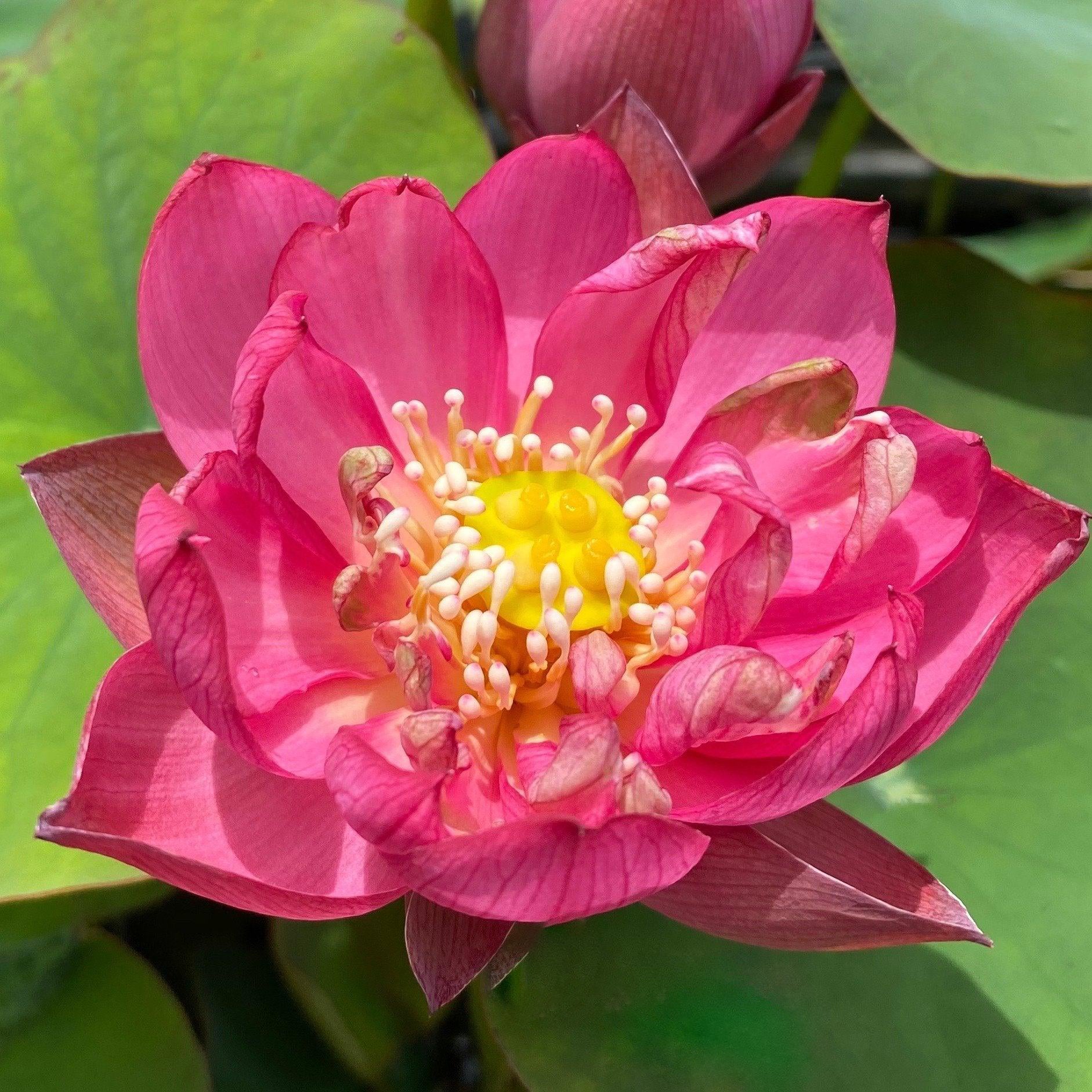 Lady Bug - Mini - Endless Flowers Lotus (Bare Root) - Globalnestes