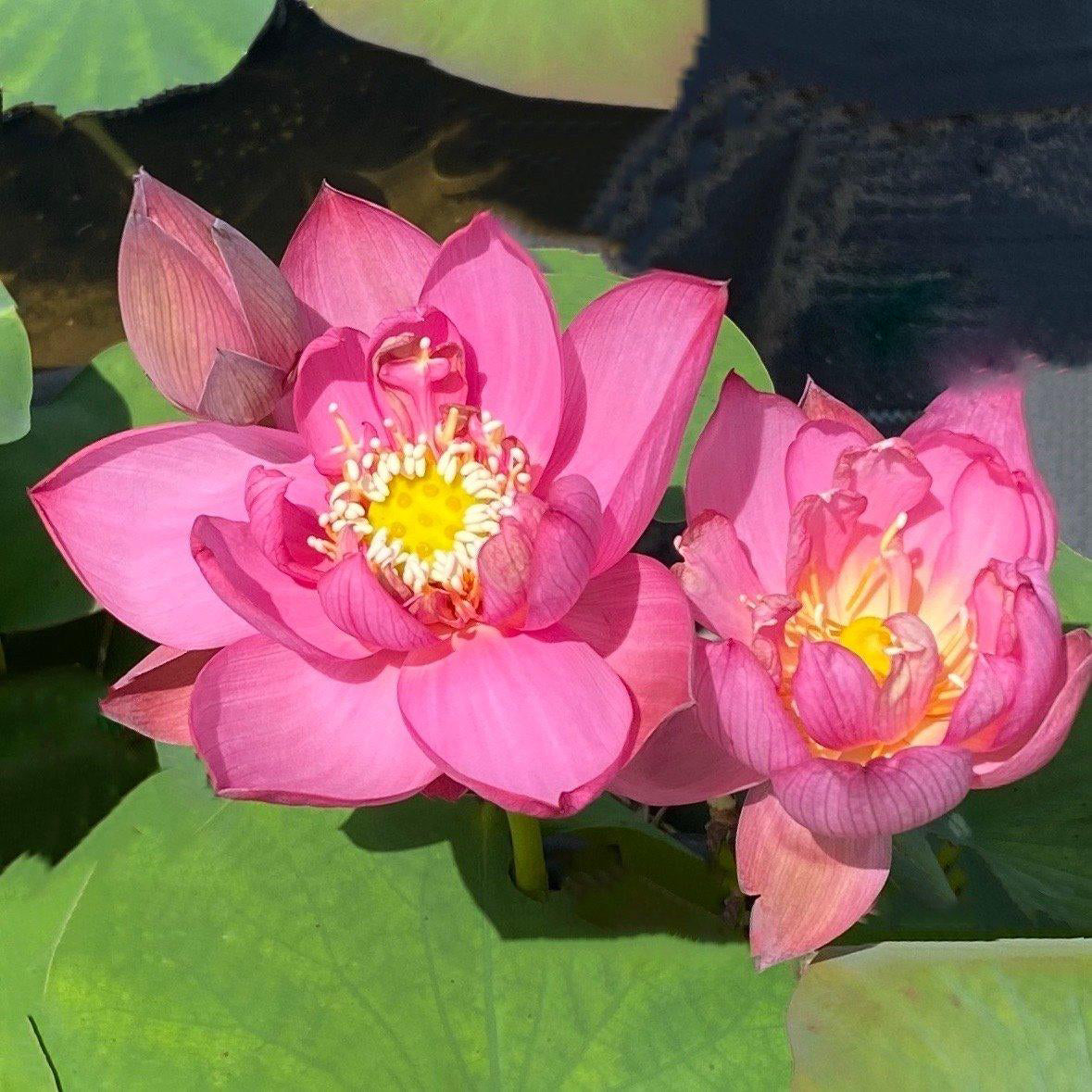 Lady Bug - Mini - Endless Flowers Lotus (Bare Root) - Globalnestes