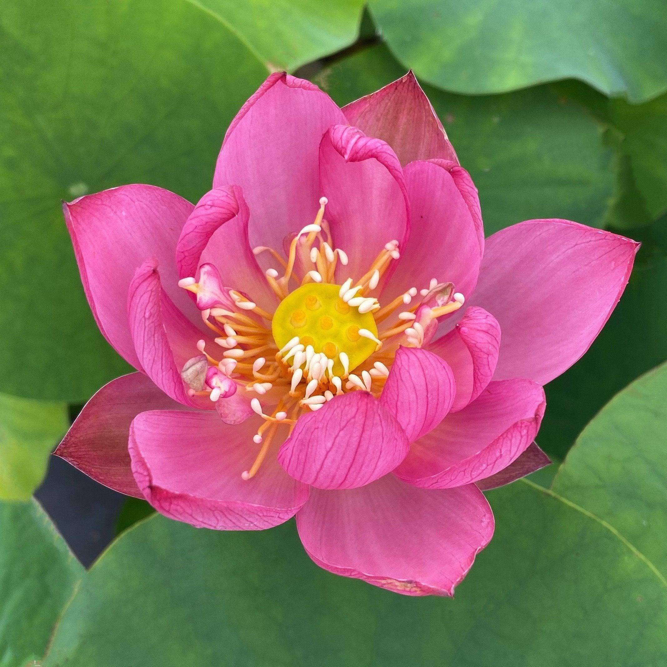 Lady Bug - Mini - Endless Flowers Lotus (Bare Root) - Globalnestes