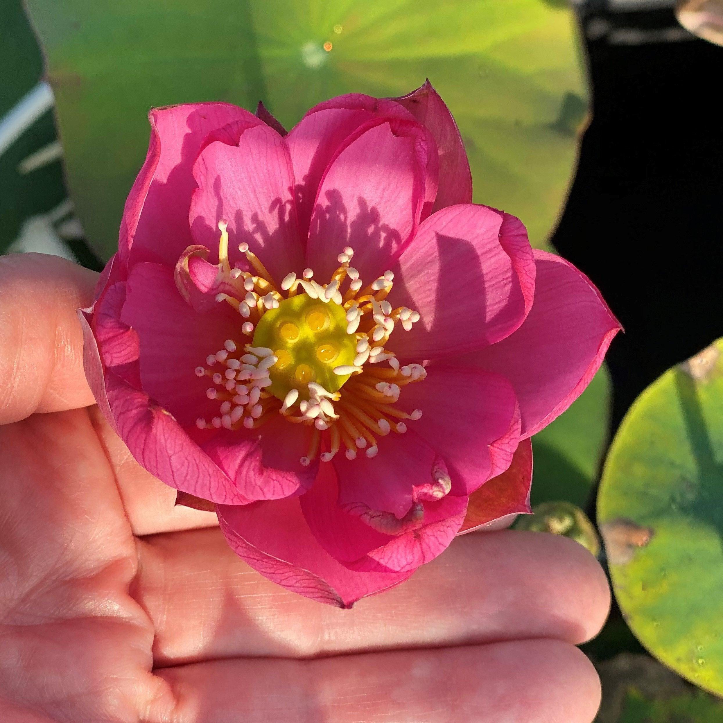 Lady Bug - Mini - Endless Flowers Lotus (Bare Root) - Globalnestes