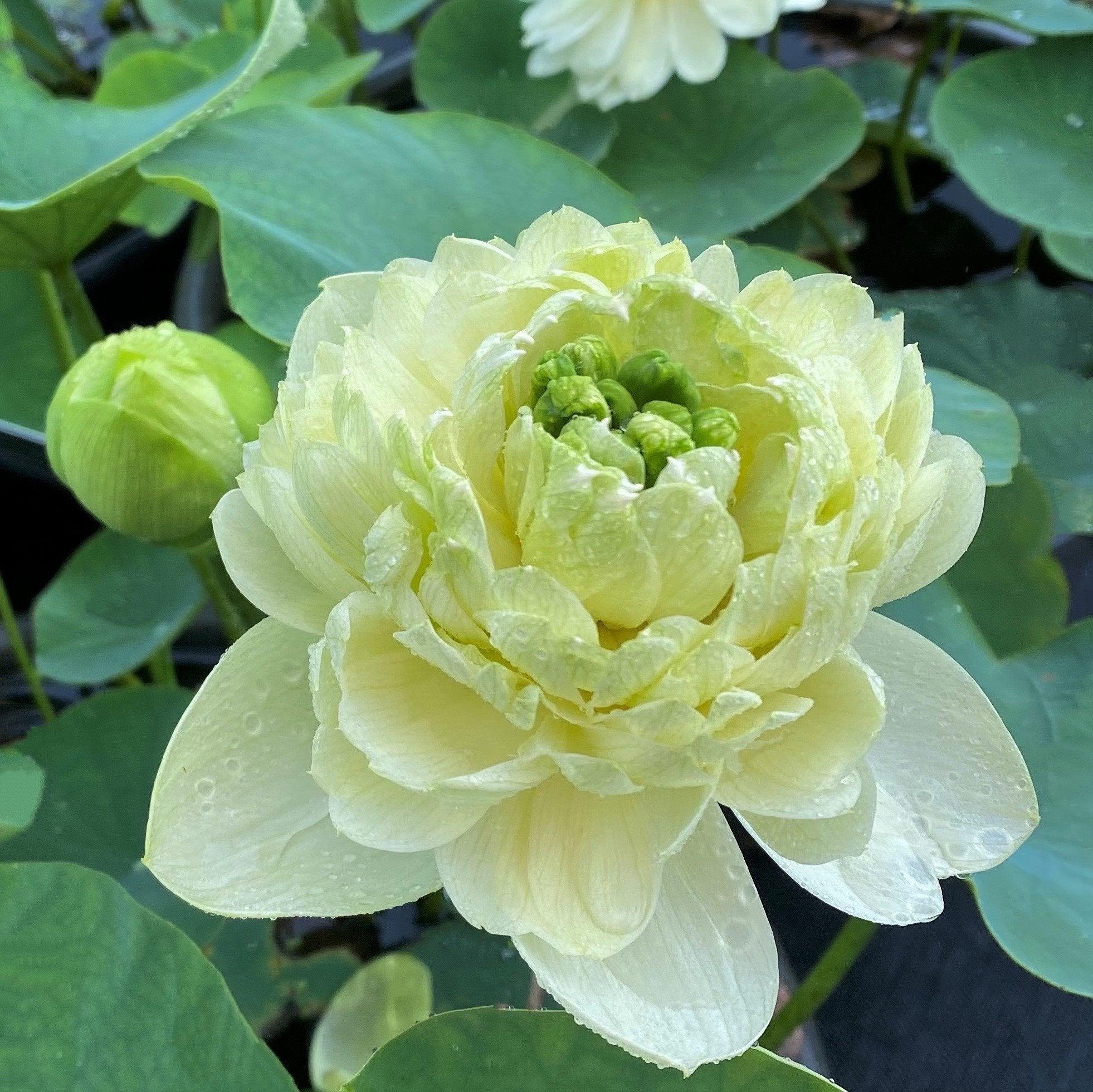 Lemon & Lime Lotus (Bare Root) - Globalnestes