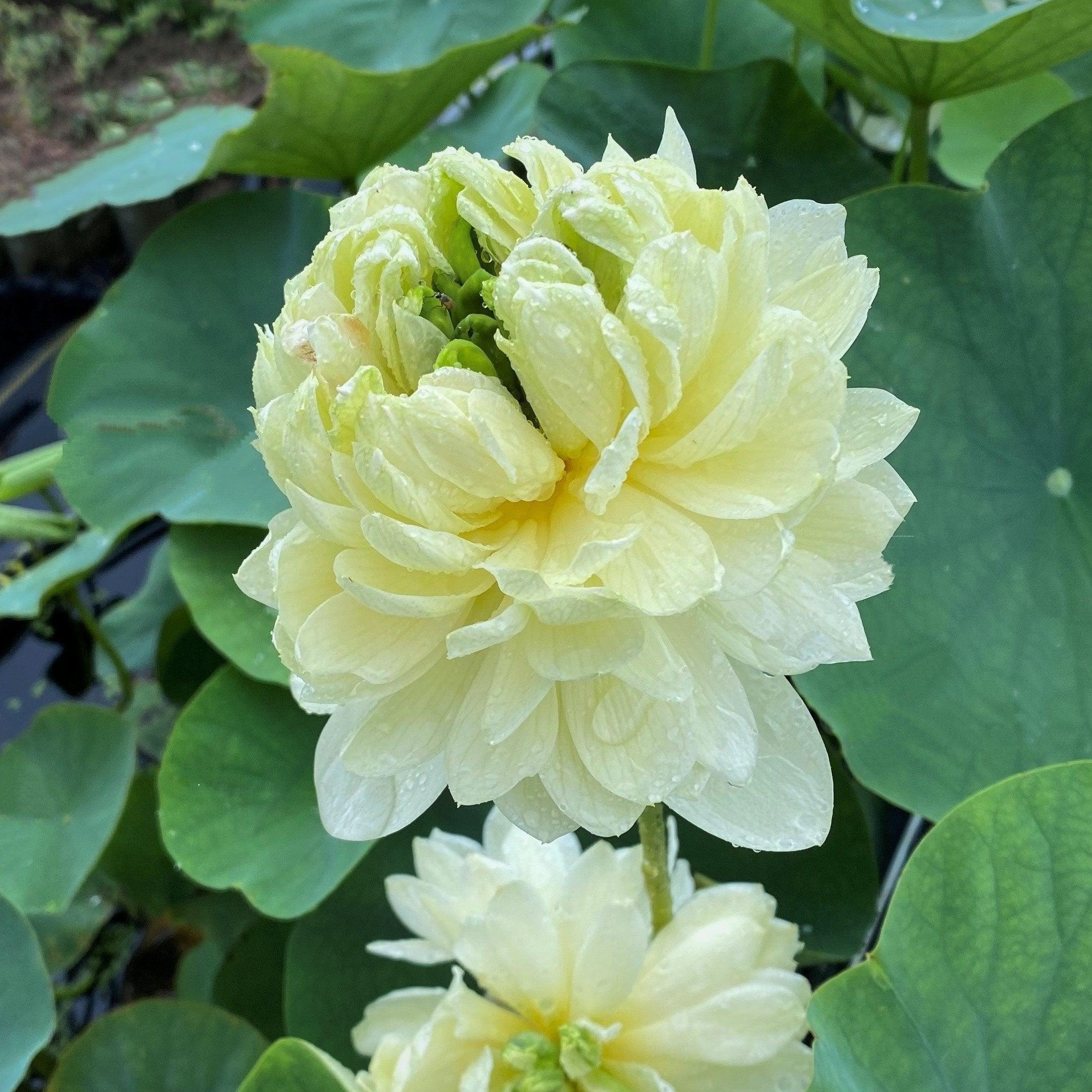 Lemon & Lime Lotus (Bare Root) - Globalnestes