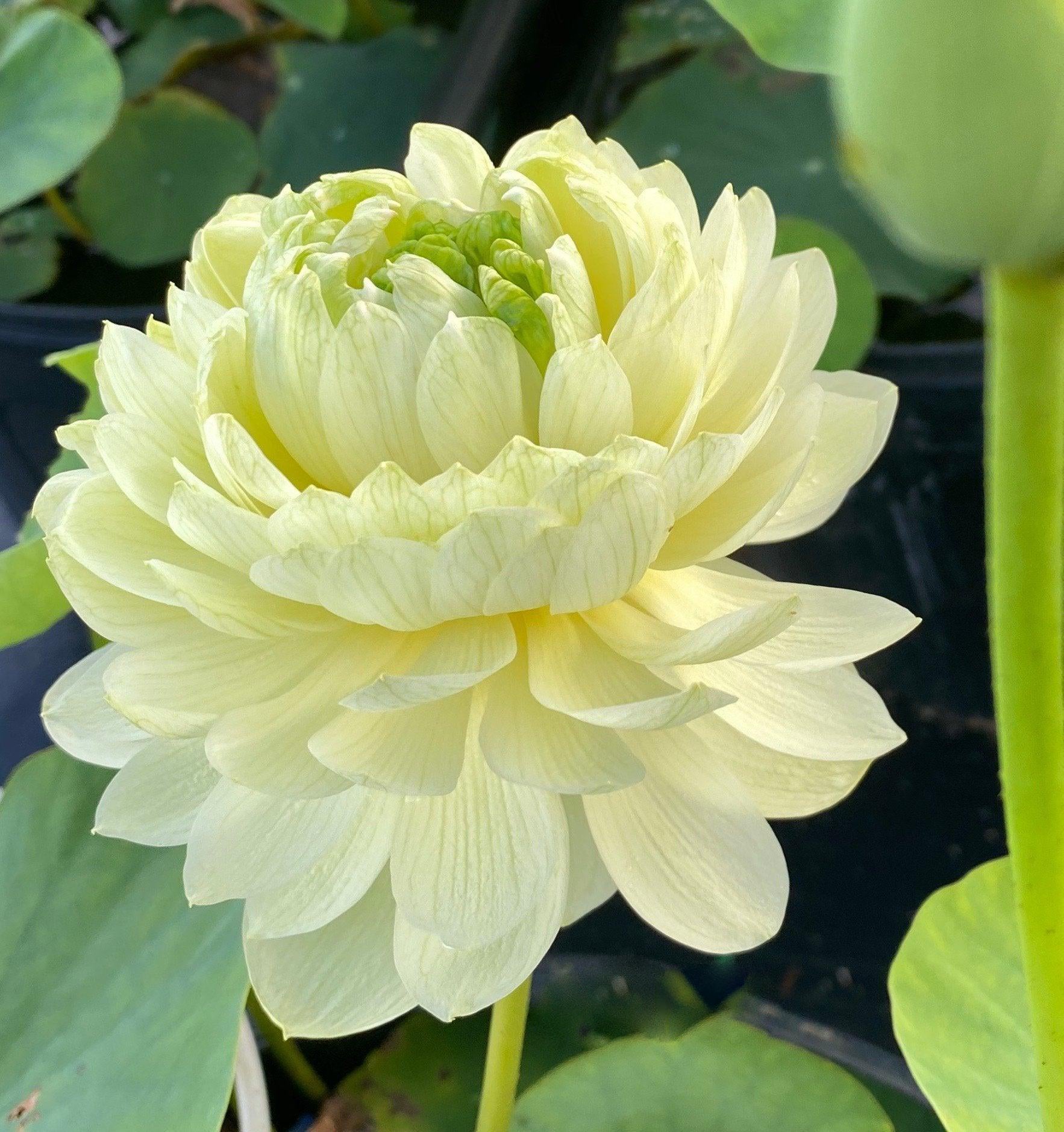 Lemon & Lime Lotus (Bare Root) - Globalnestes