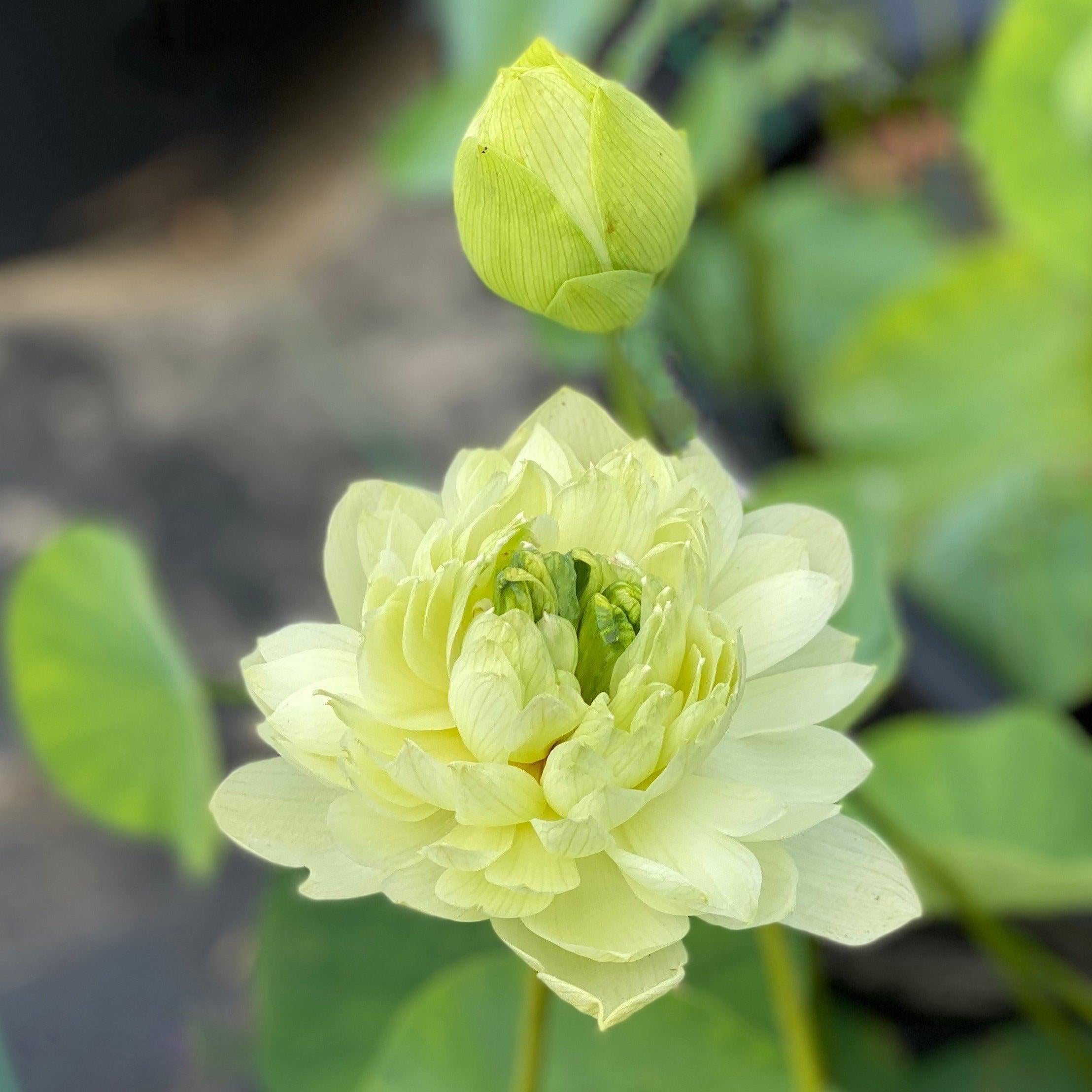 Lemon & Lime Lotus (Bare Root) - Globalnestes