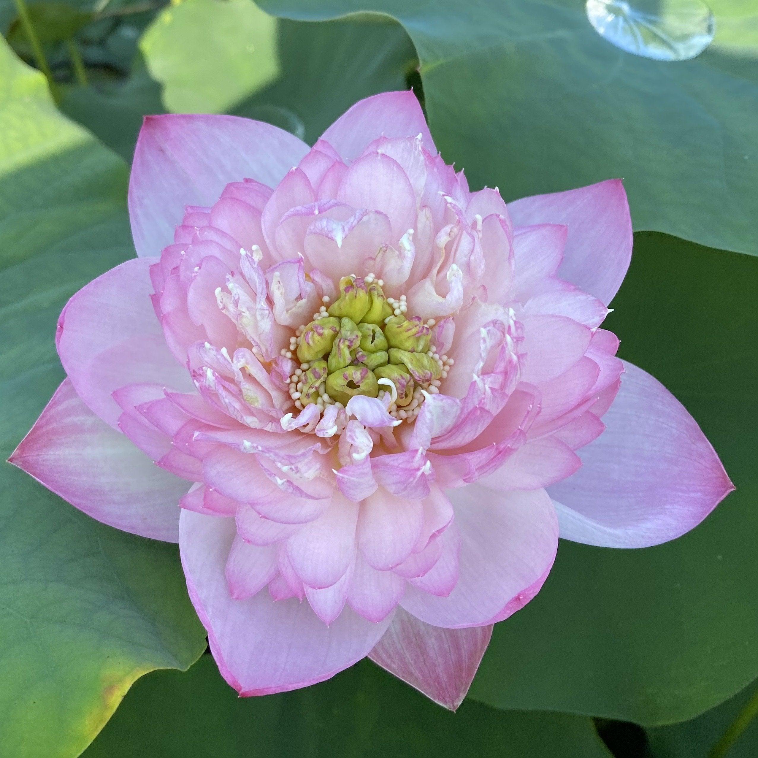 Little Dancing Empress - Delicate Pink Lotus (Bare Root) - Globalnestes