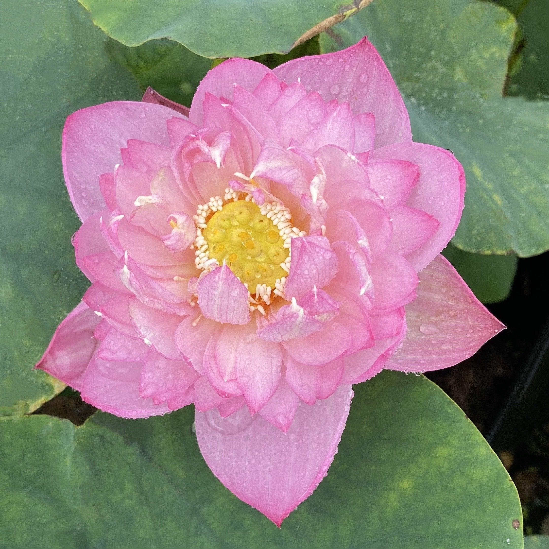 Little Dancing Empress - Delicate Pink Lotus (Bare Root) - Globalnestes