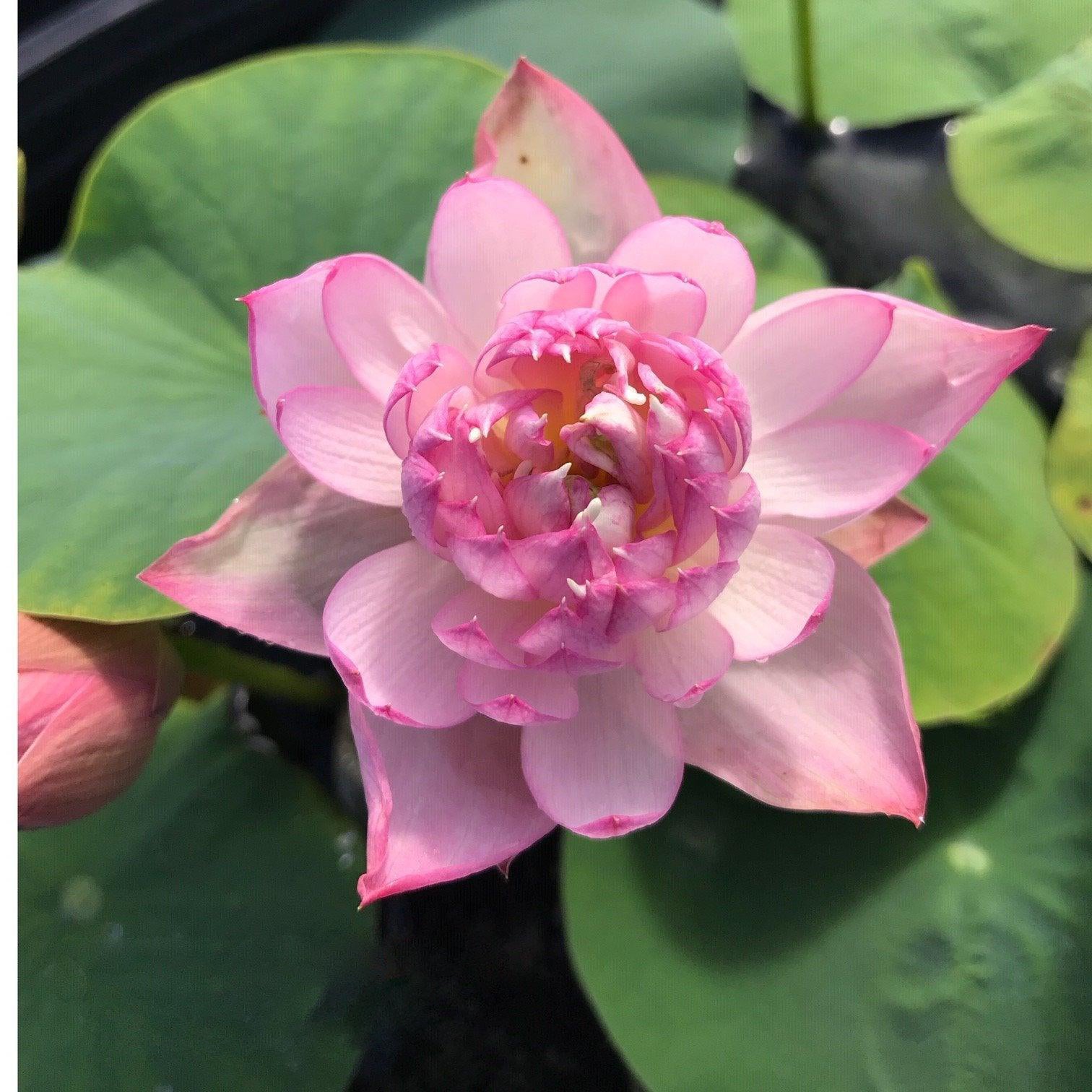 Little Dancing Empress - Delicate Pink Lotus (Bare Root) - Globalnestes