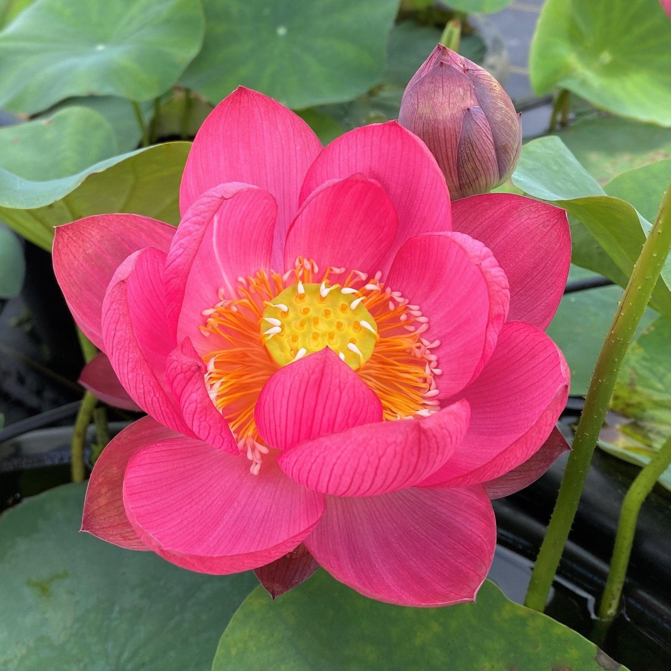 Little Longevity Star Lotus (Bare Root) - Globalnestes