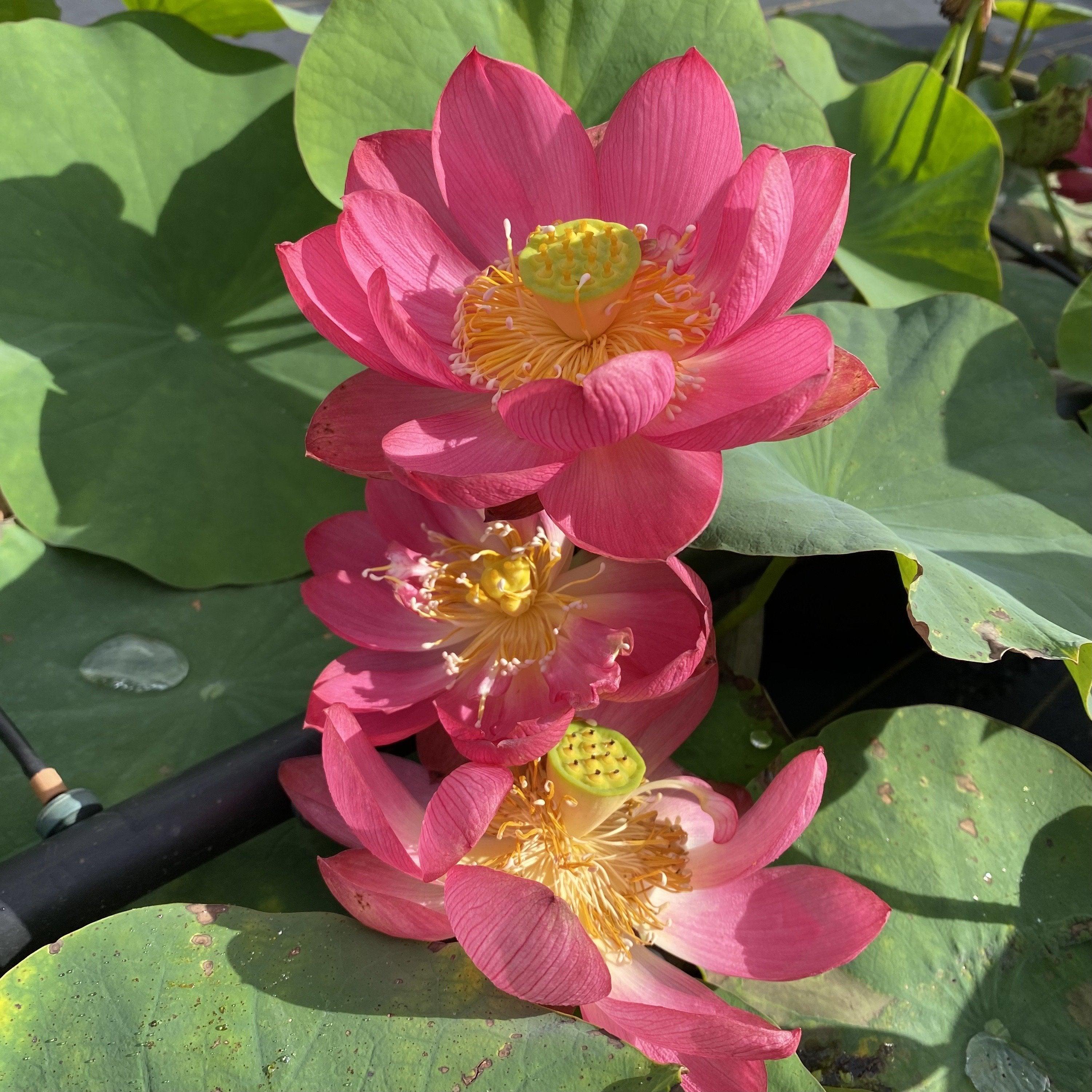 Little Longevity Star Lotus (Bare Root) - Globalnestes