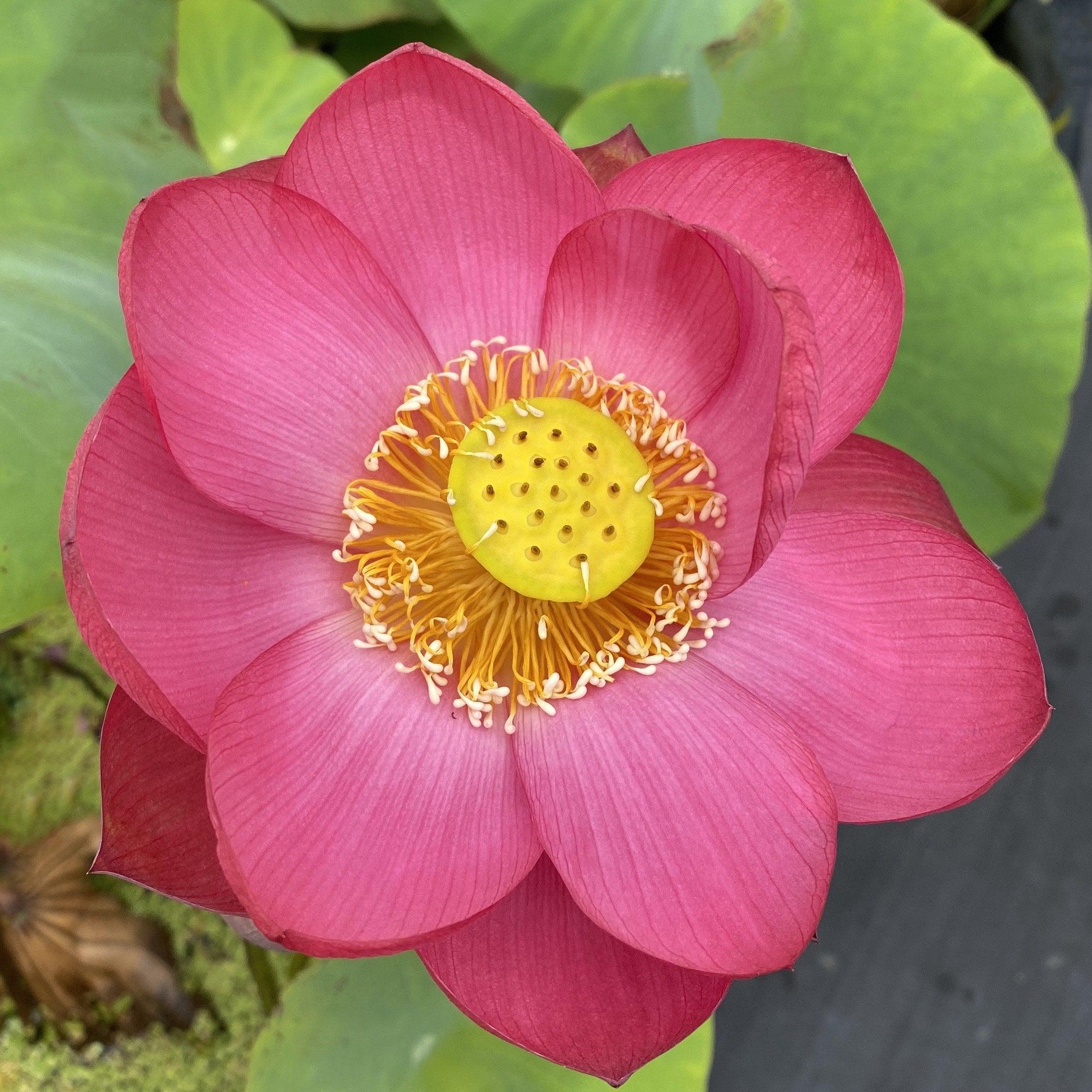 Little Longevity Star Lotus (Bare Root) - Globalnestes