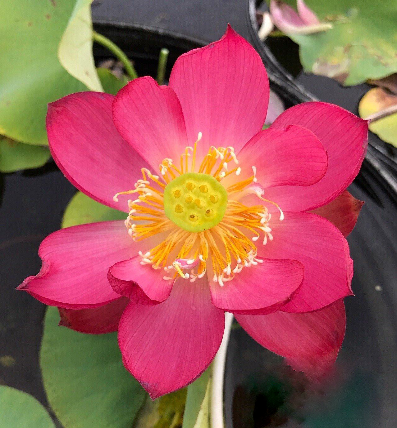 Little Longevity Star Lotus (Bare Root) - Globalnestes
