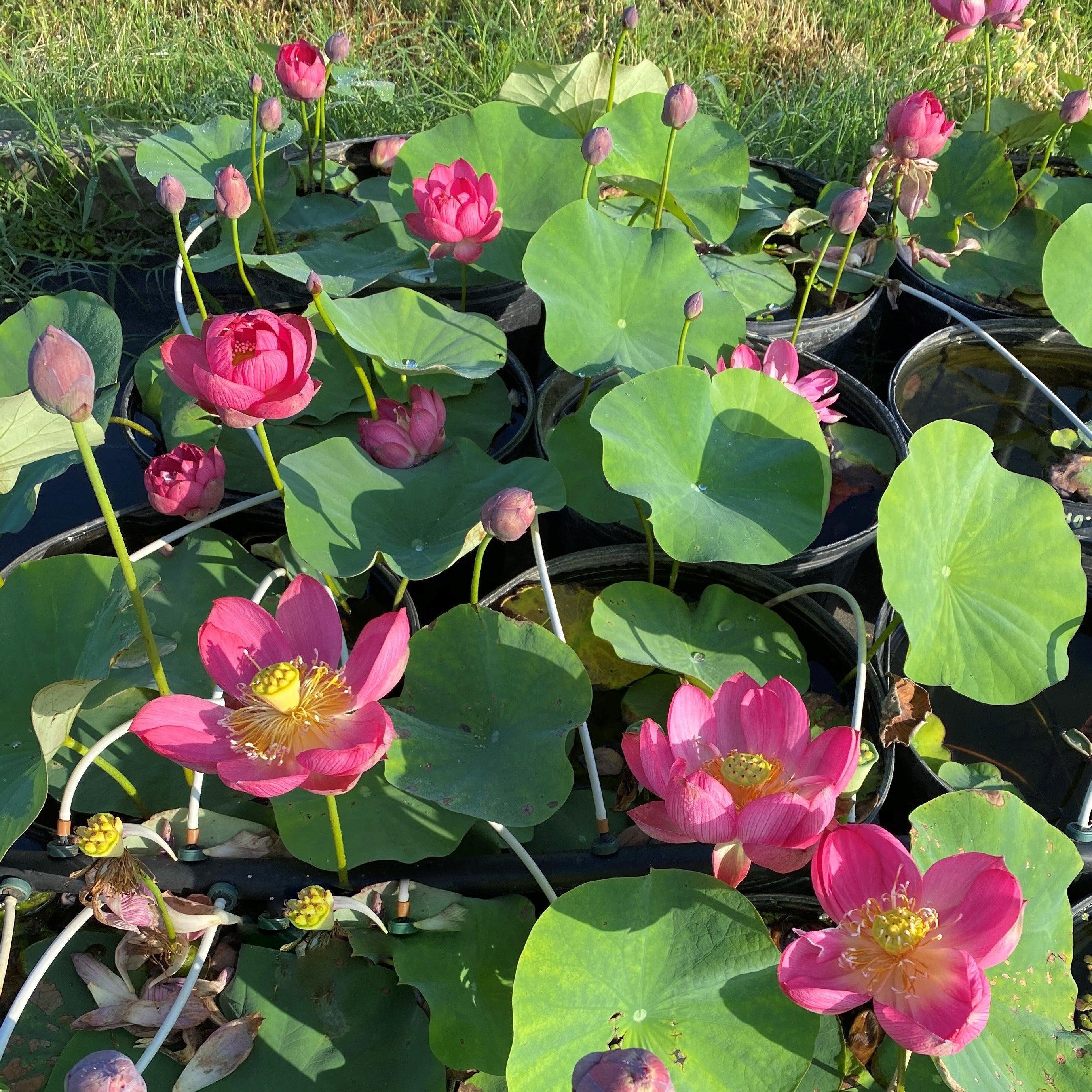 Little Longevity Star Lotus (Bare Root) - Globalnestes