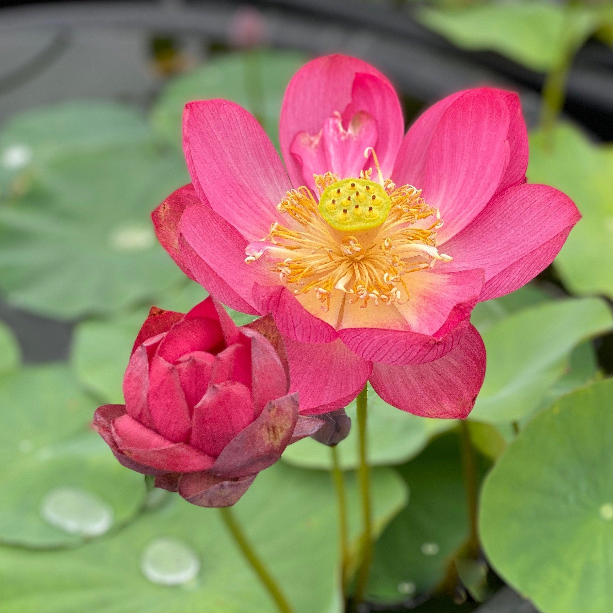 Little Longevity Star Lotus (Bare Root) - Globalnestes