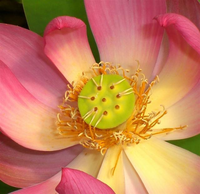 Little Red Missing Lotus (Bare Root) - Globalnestes