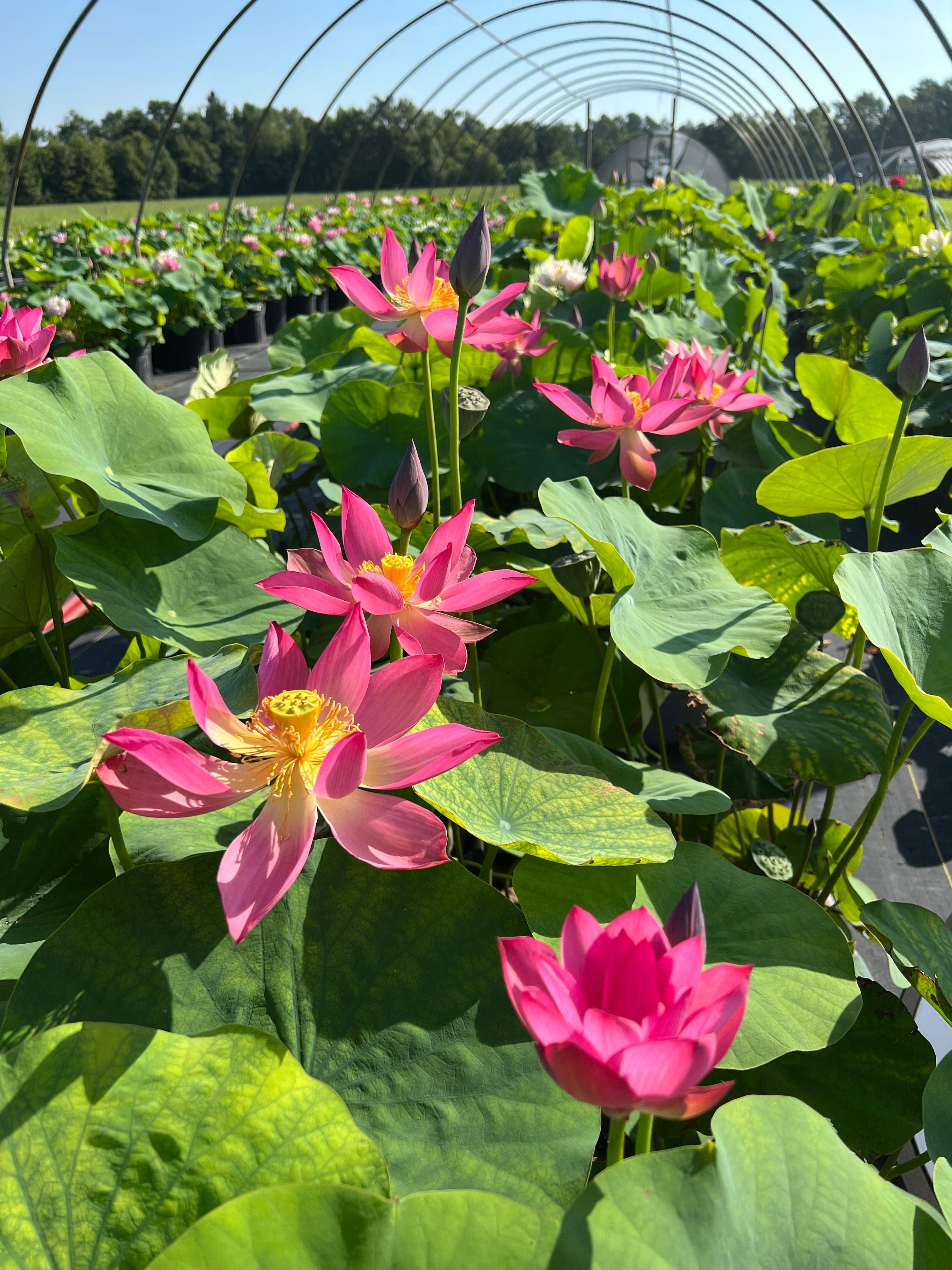 Little Red Missing Lotus (Bare Root) - Globalnestes