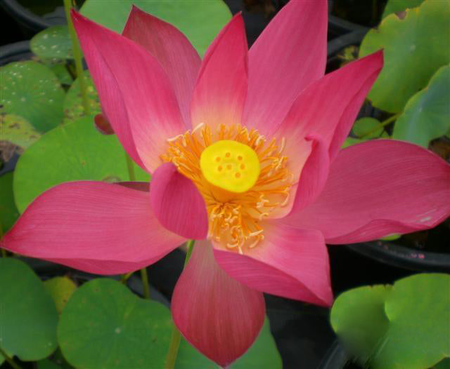 Little Red Missing Lotus (Bare Root) - Globalnestes