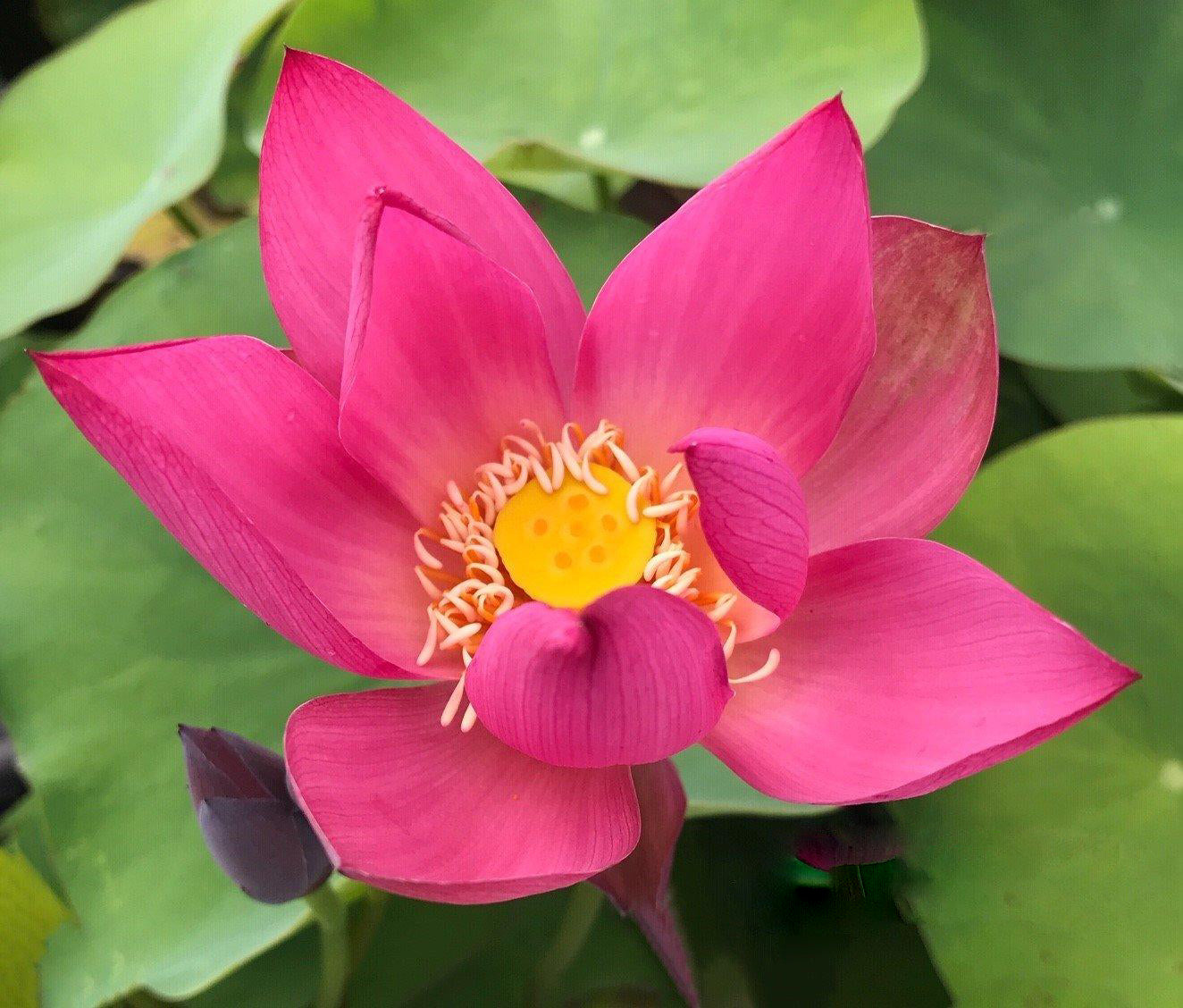 Little Red Missing Lotus (Bare Root) - Globalnestes