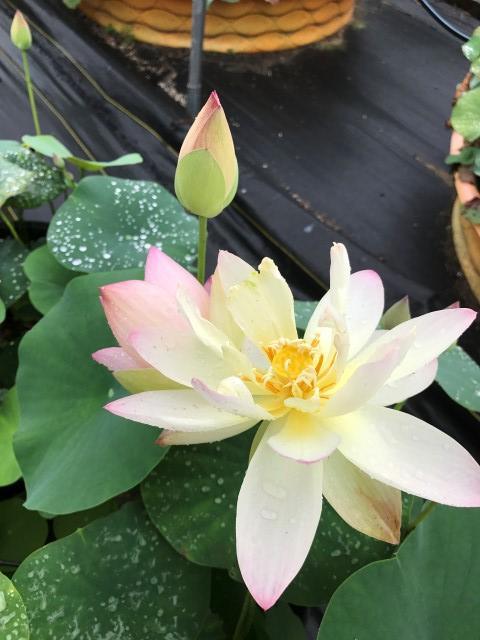 Little Tri-Color - Changing Colors Lotus (Bare Root) - Globalnestes