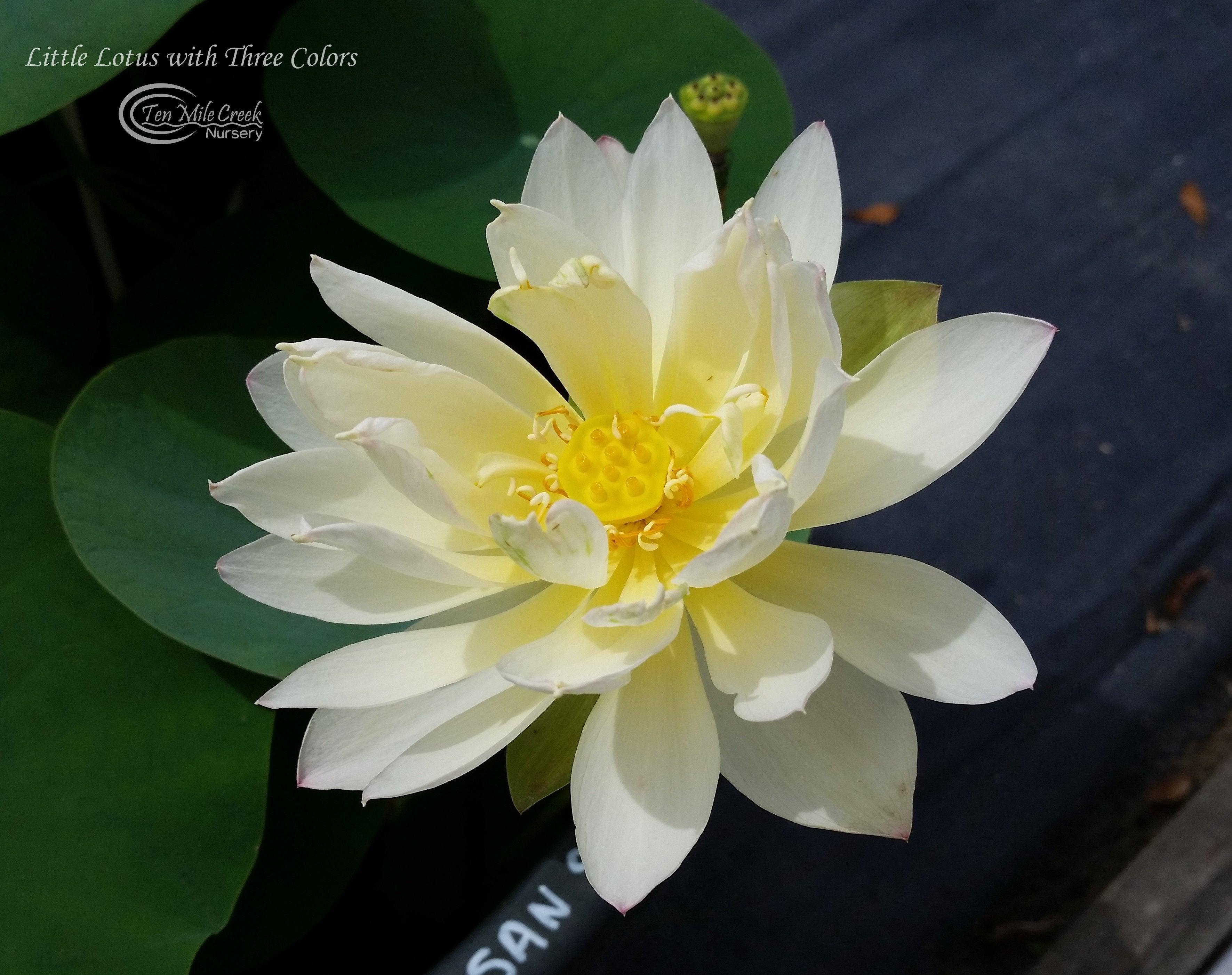 Little Tri-Color - Changing Colors Lotus (Bare Root) - Globalnestes