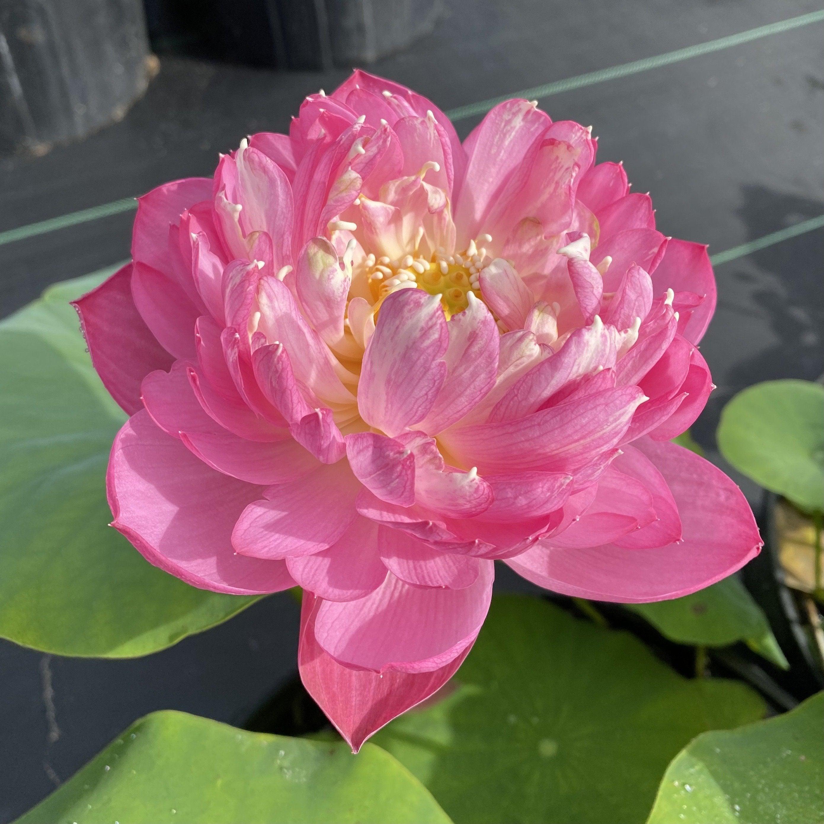 Mangala Patum Lotus (Bare Root) - Globalnestes