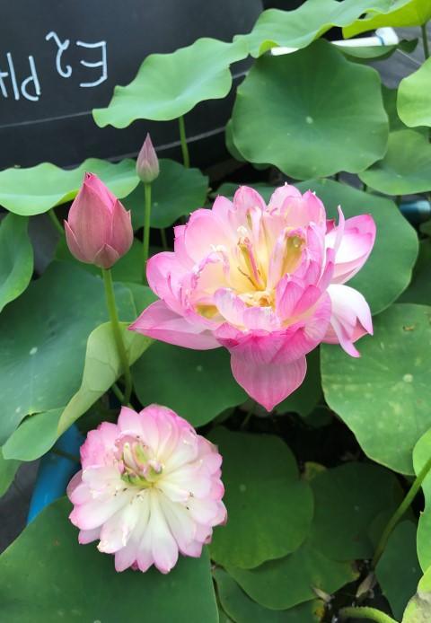 Mangala Patum Lotus (Bare Root) - Globalnestes