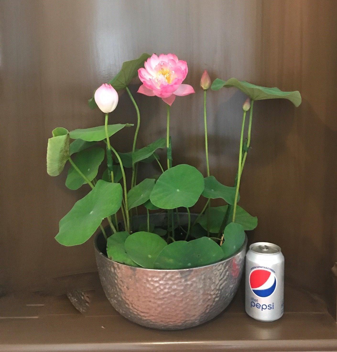 Mangala Patum Lotus (Bare Root) - Globalnestes