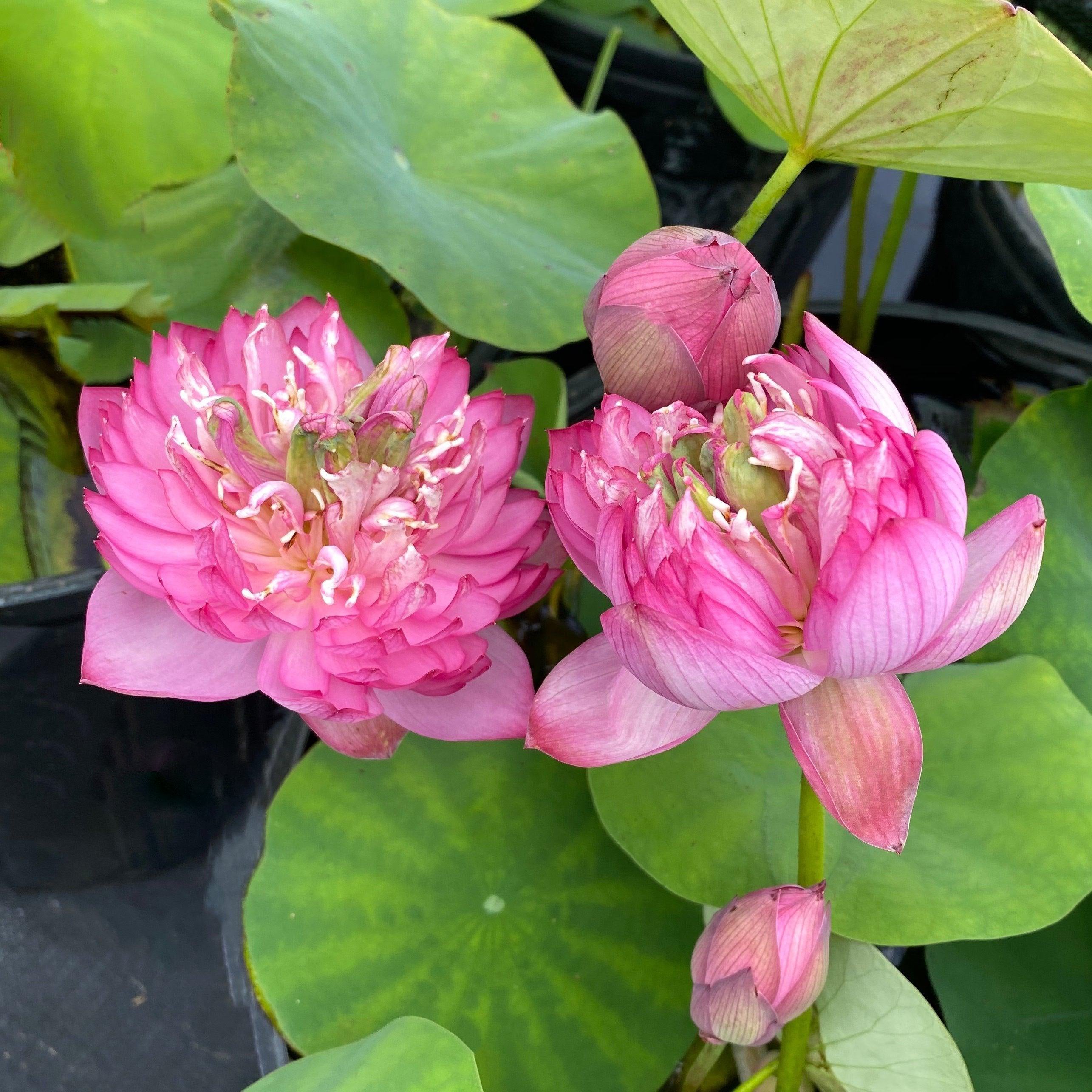 Mangala Patum Lotus (Bare Root) - Globalnestes
