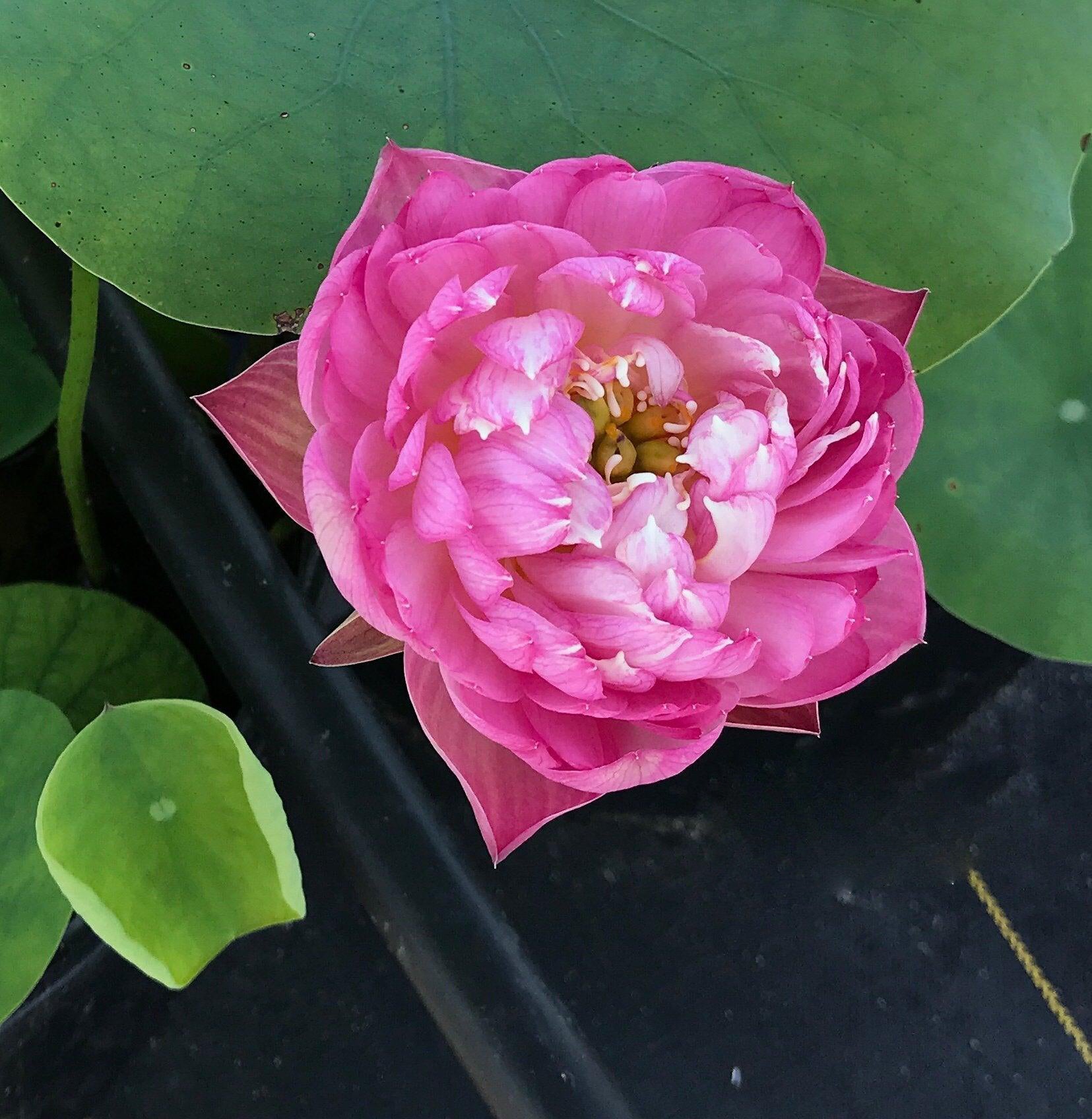 Mangala Patum Lotus (Bare Root) - Globalnestes