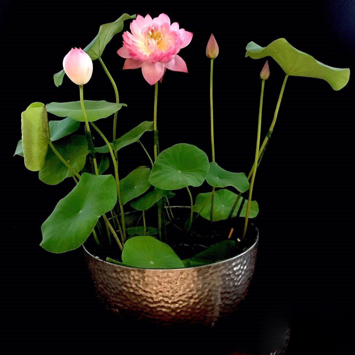 Mangala Patum Lotus (Bare Root) - Globalnestes