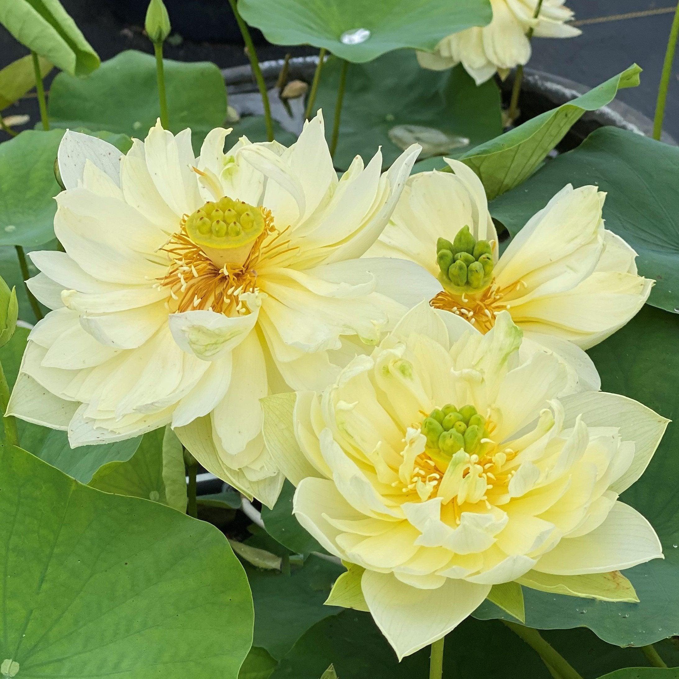 Moonlight On the River Lotus (Bare Root) - Globalnestes