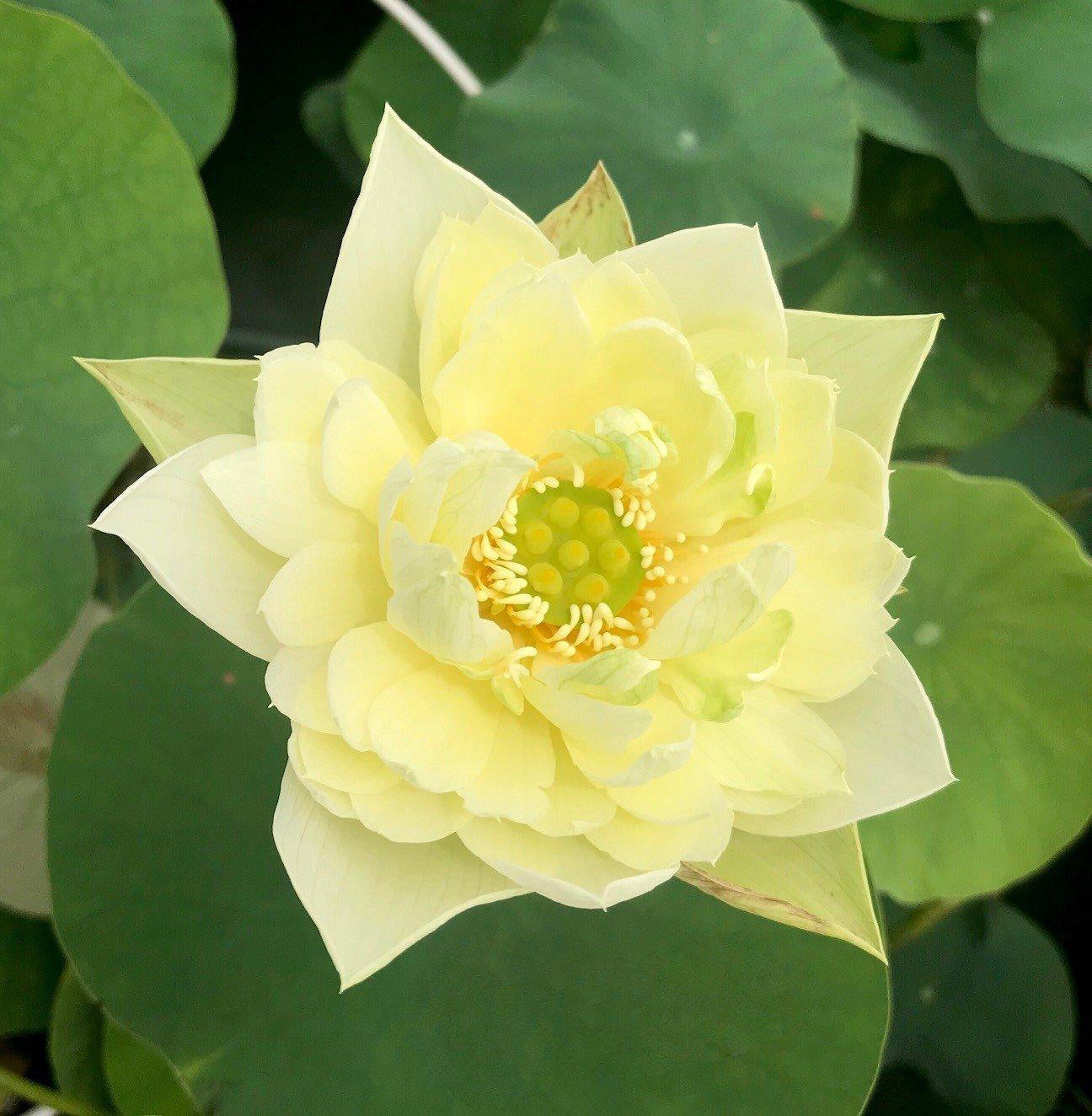 Moonlight On the River Lotus (Bare Root) - Globalnestes