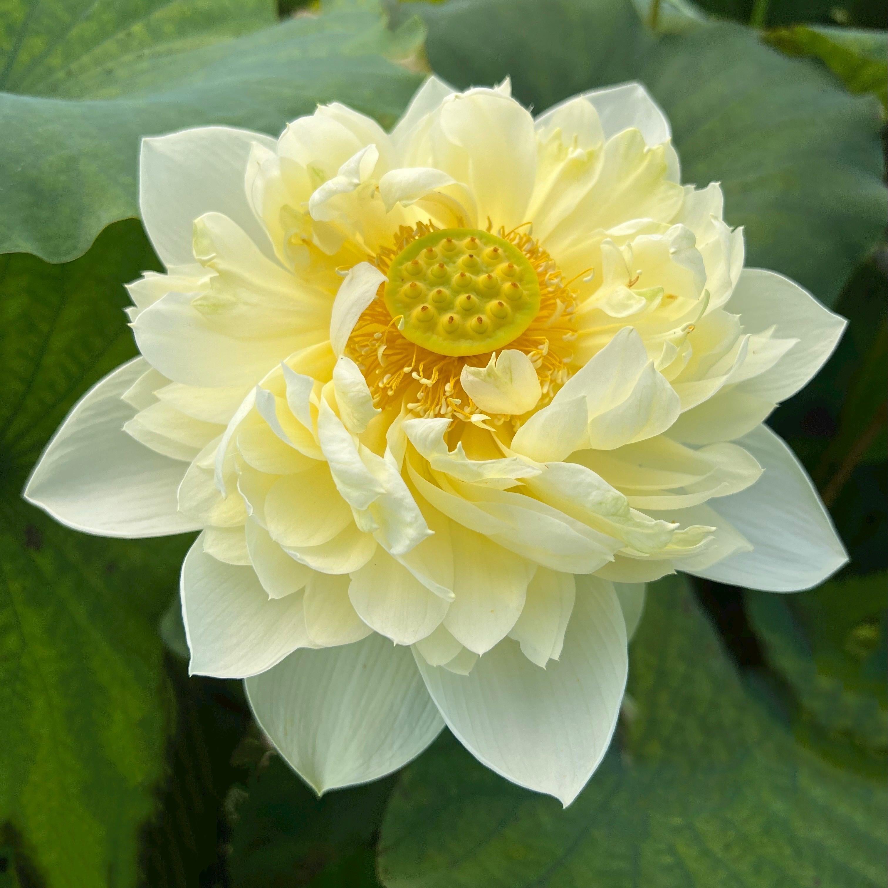 Moonlight On the River Lotus (Bare Root) - Globalnestes