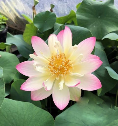 Nelumbo Nucifera 'Princess Abby' Lotus (Bare Root)