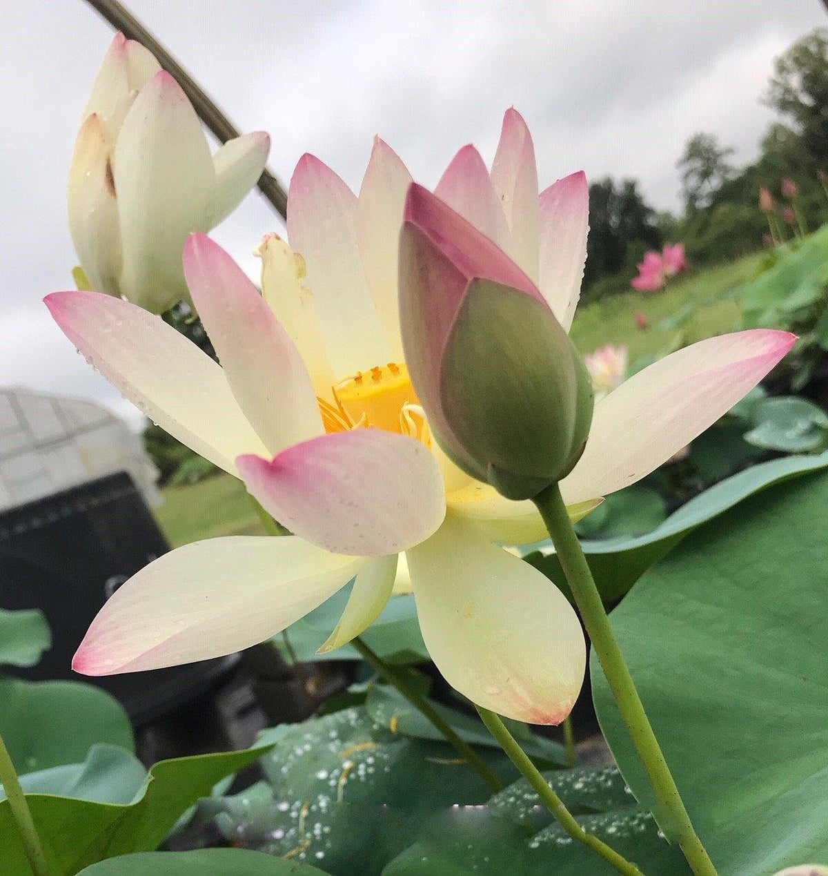 Nelumbo Nucifera 'Princess Abby' Lotus (Bare Root)