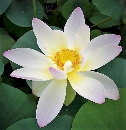 Oriole Out of Water Lotus (Bare Root) - Globalnestes