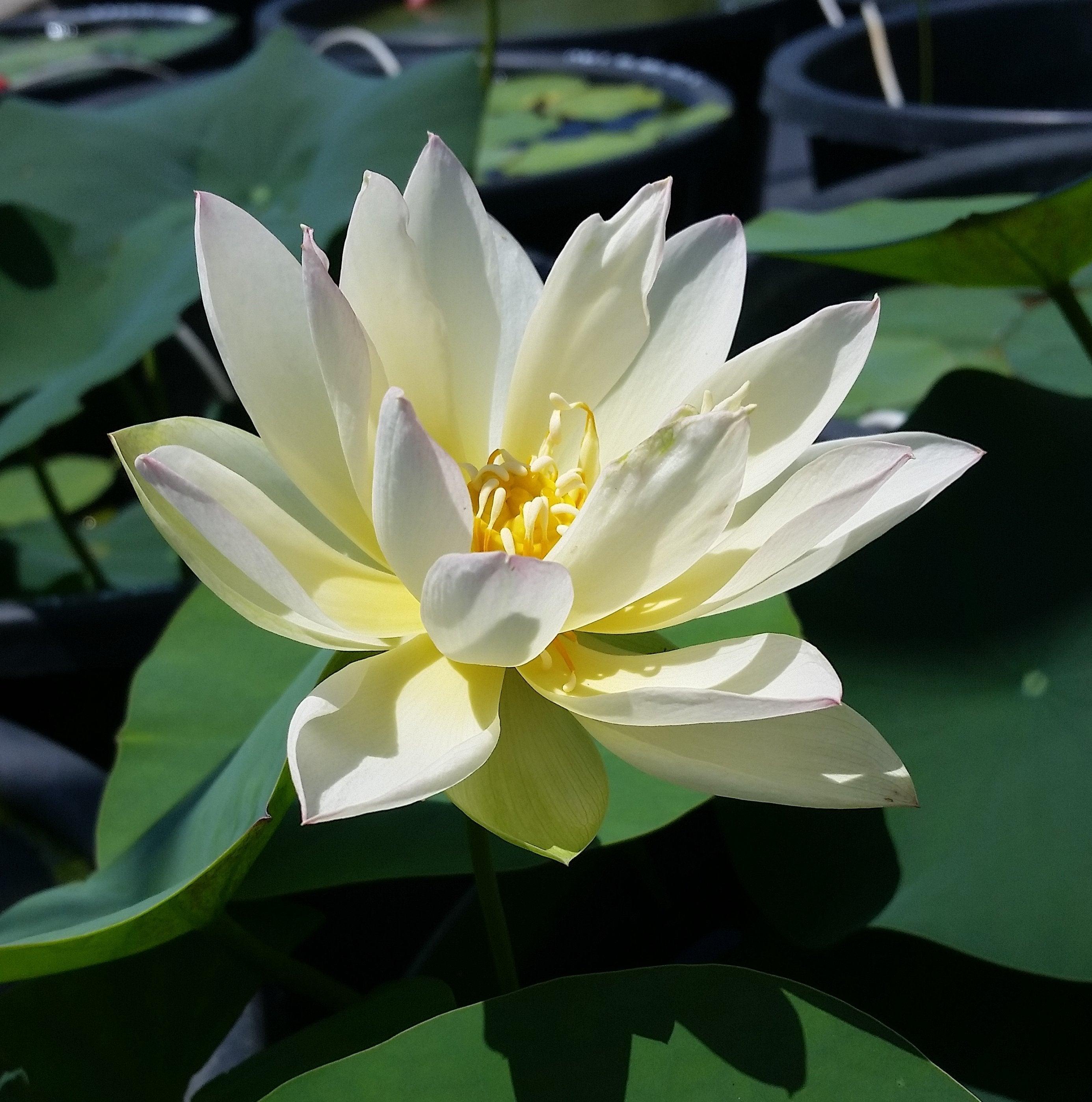 Oriole Out of Water Lotus (Bare Root) - Globalnestes