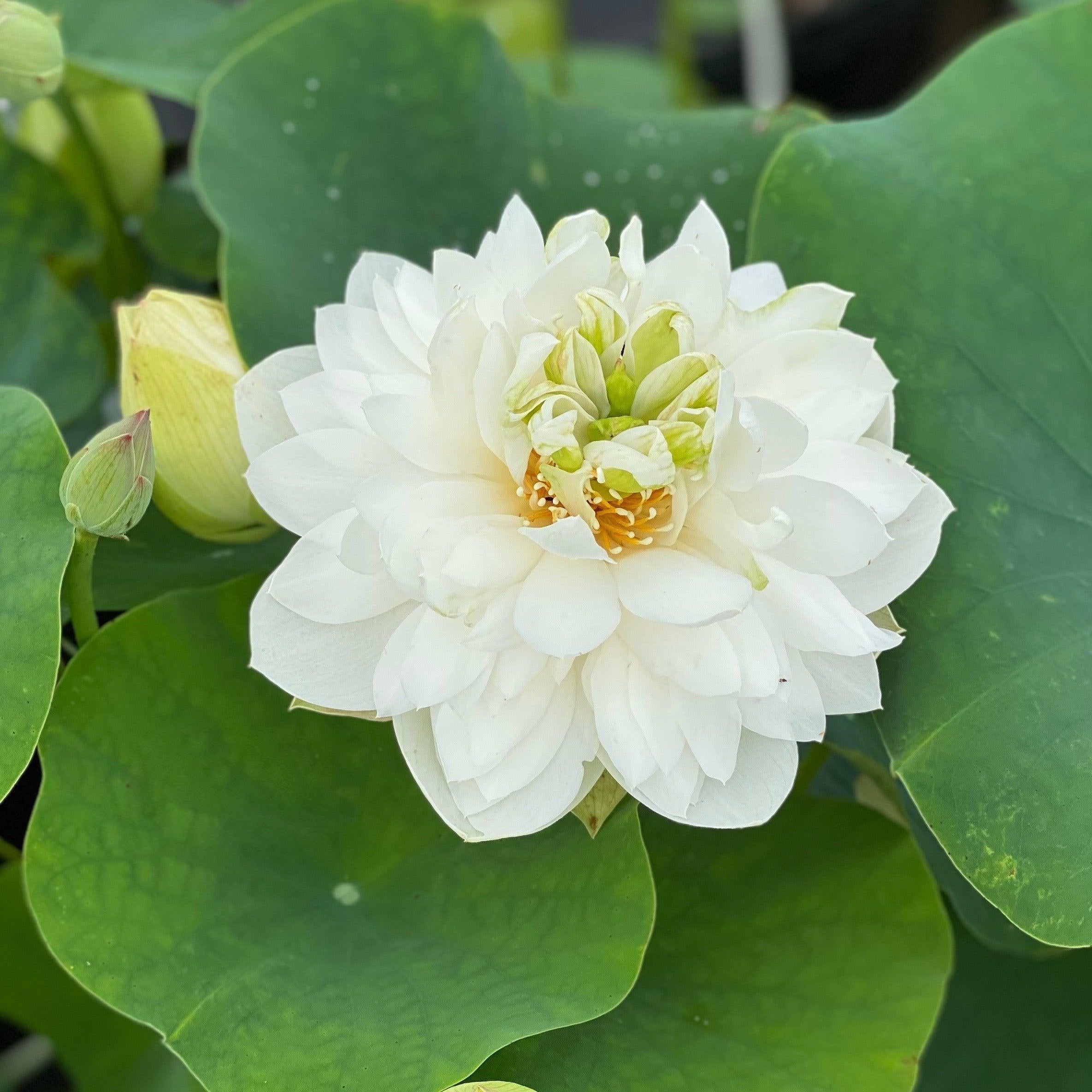 Petite Brocade Edge - Pure White Lotus (Bare Root) - Globalnestes