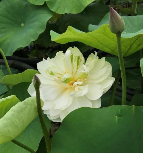 Petite Brocade Edge - Pure White Lotus (Bare Root) - Globalnestes