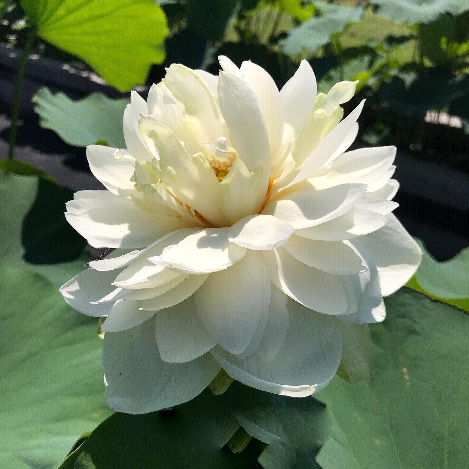 Petite Brocade Edge - Pure White Lotus (Bare Root) - Globalnestes