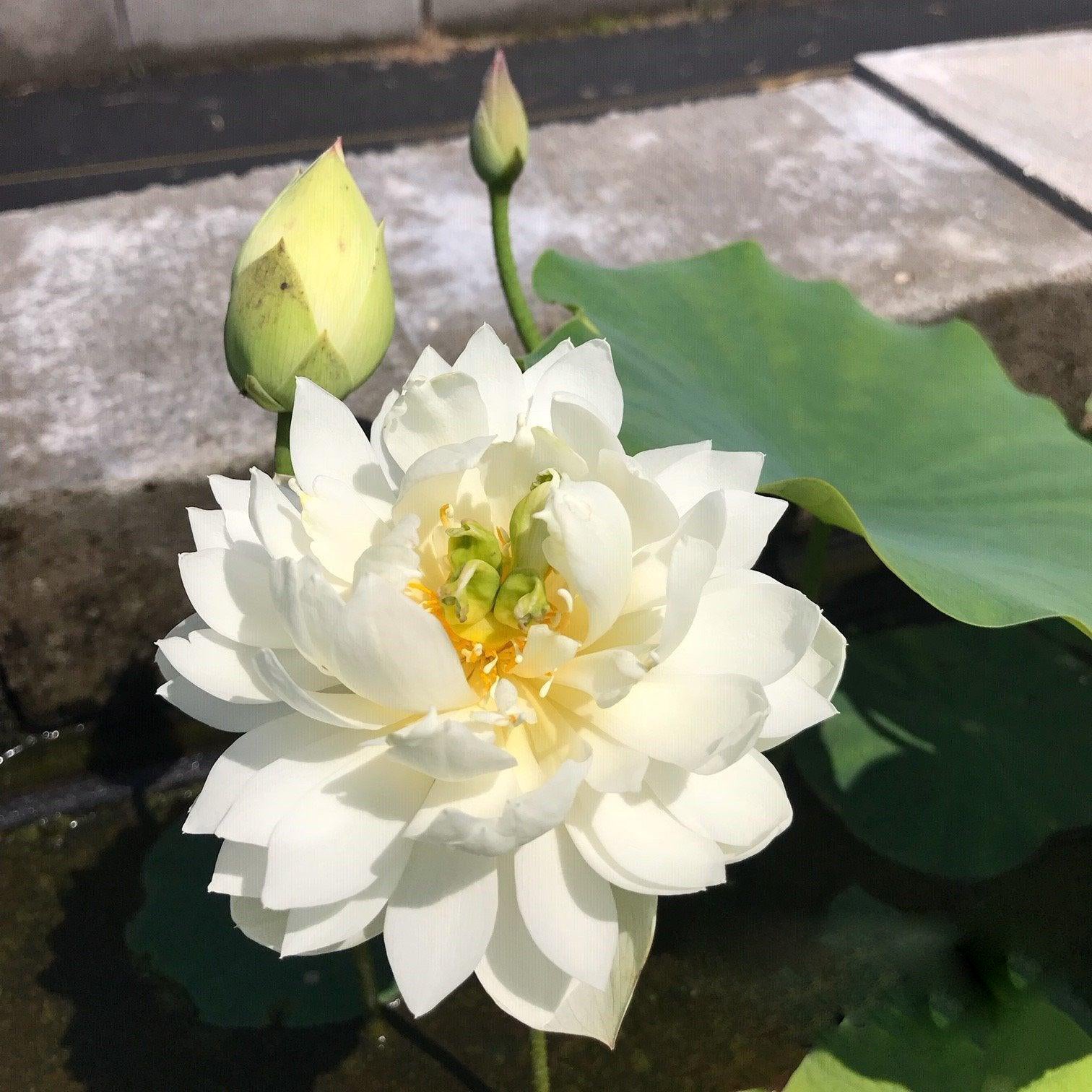 Petite Brocade Edge - Pure White Lotus (Bare Root) - Globalnestes