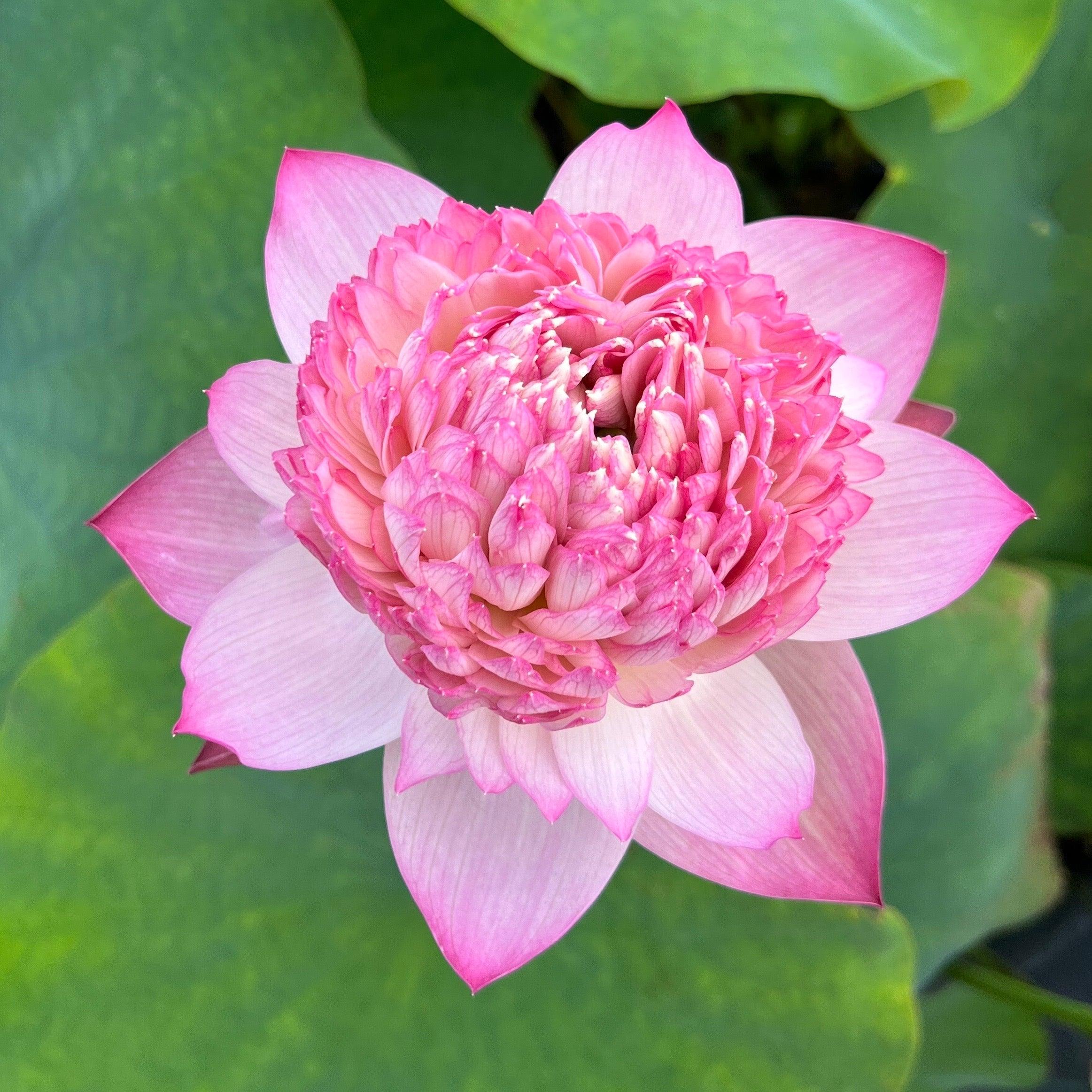 Phoenix Feather 13 - Crazy Good Bloomer Lotus (Bare Root) - Globalnestes