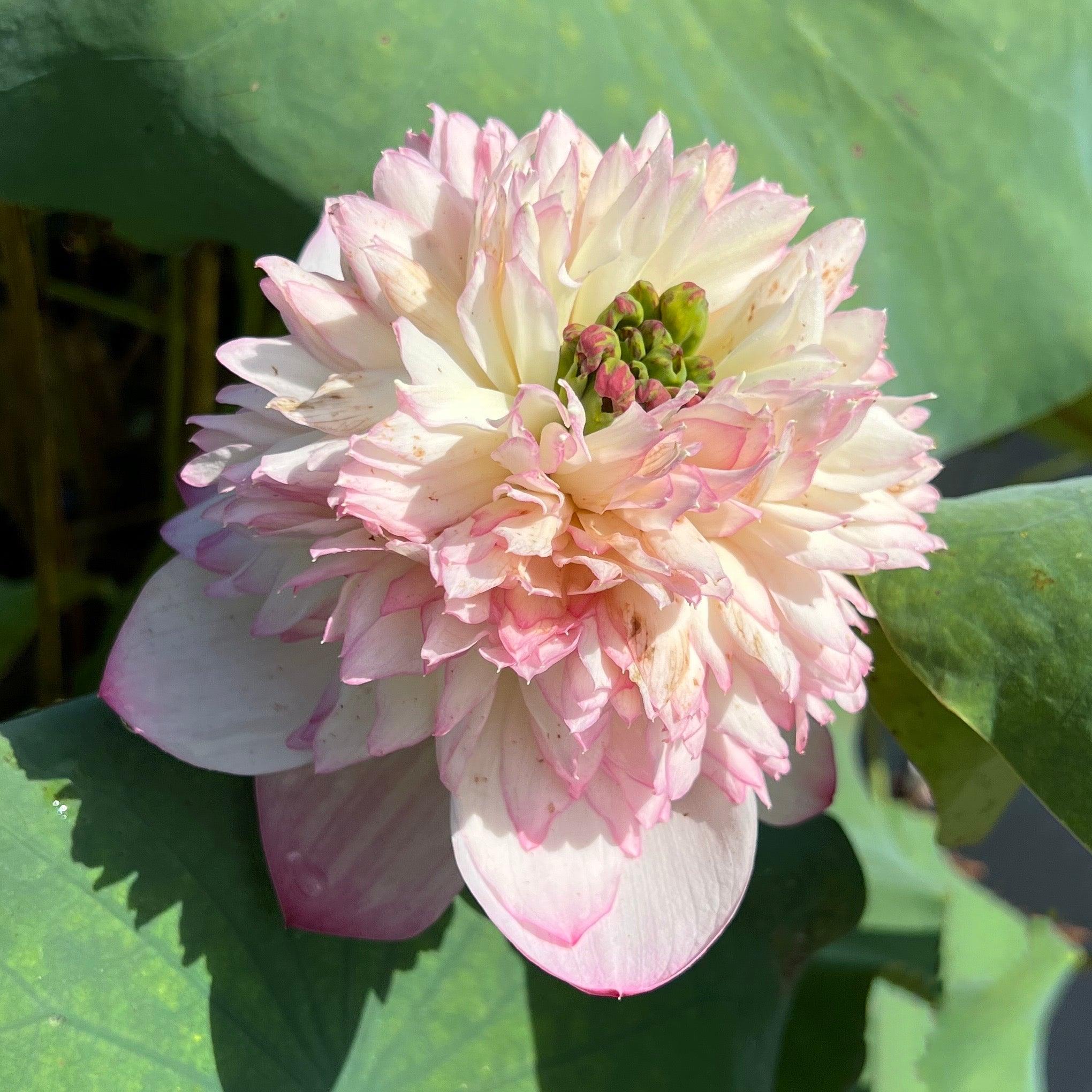 Phoenix Feather 13 - Crazy Good Bloomer Lotus (Bare Root) - Globalnestes