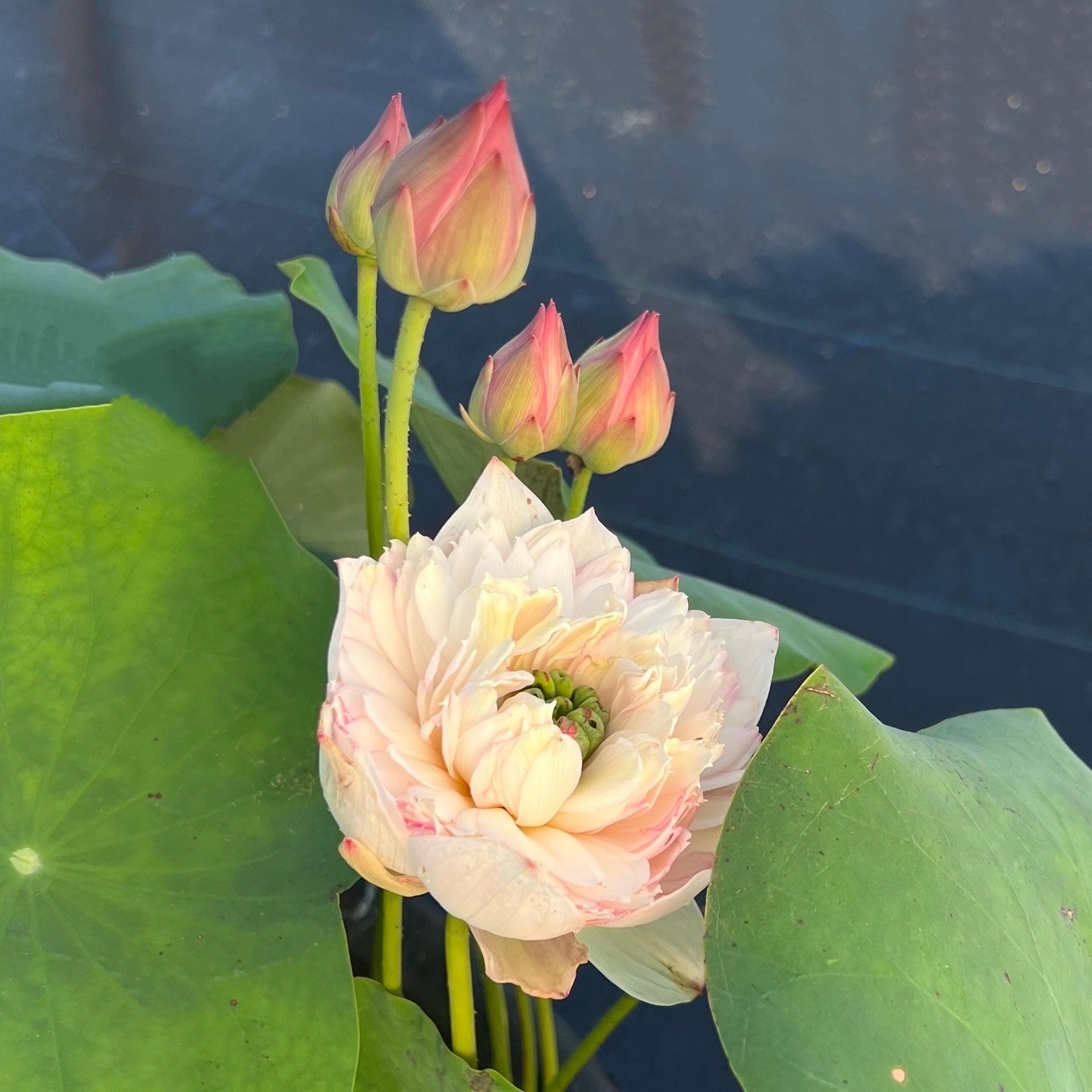 Phoenix Feather 13 - Crazy Good Bloomer Lotus (Bare Root) - Globalnestes