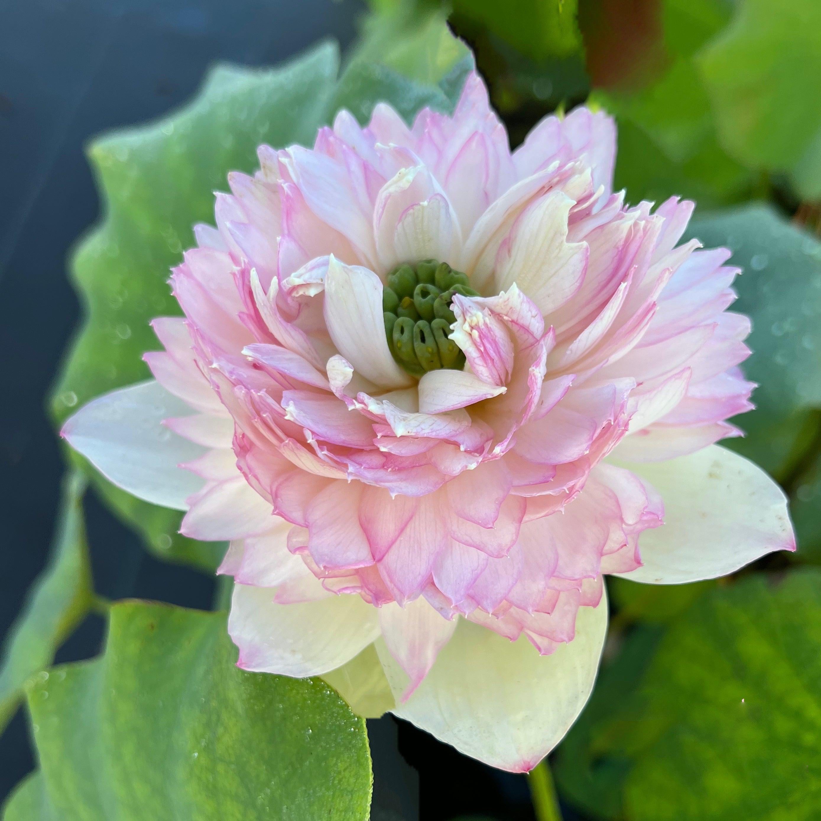 Phoenix Feather 13 - Crazy Good Bloomer Lotus (Bare Root) - Globalnestes