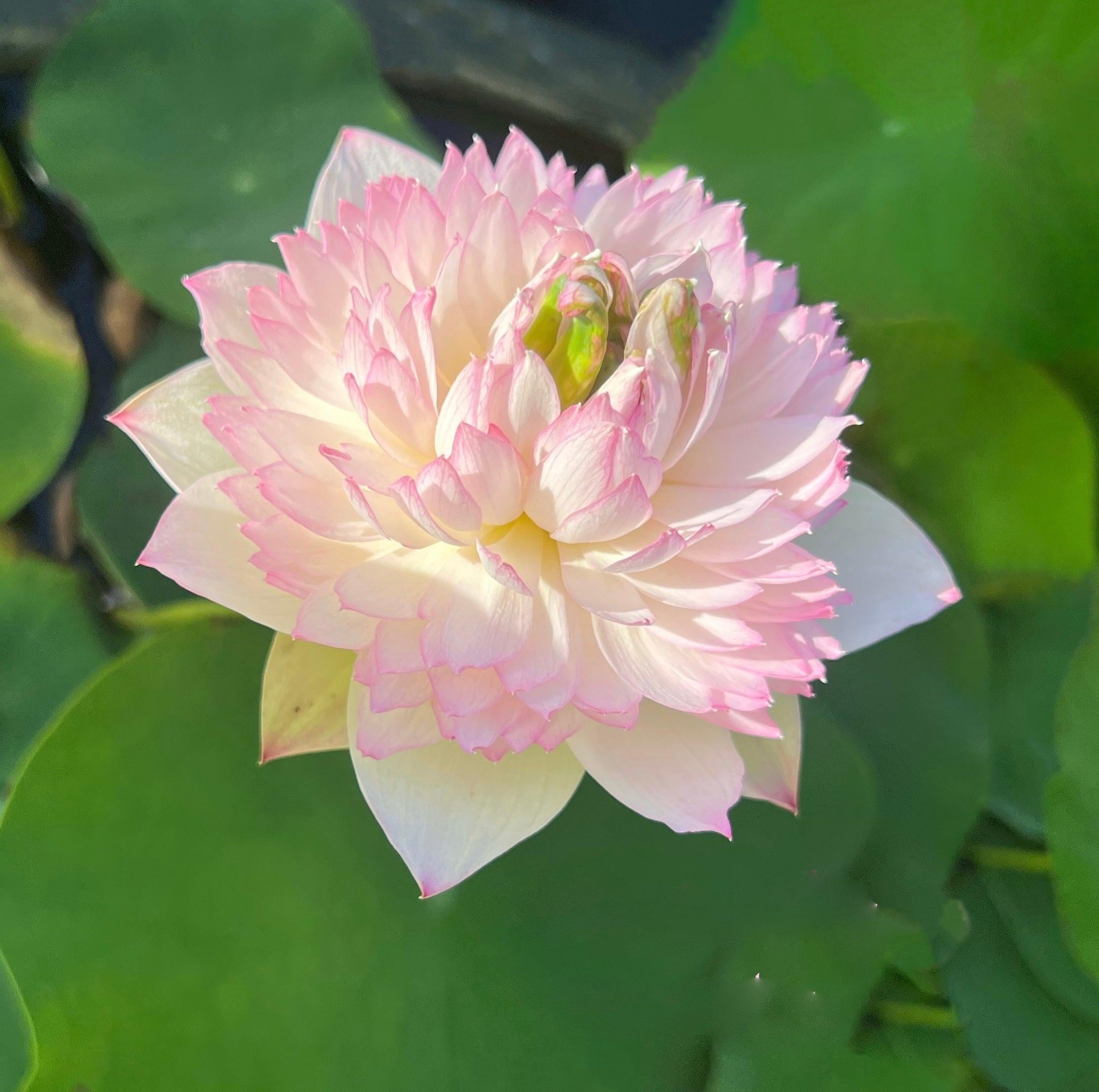 Phoenix Feather 13 - Crazy Good Bloomer Lotus (Bare Root) - Globalnestes