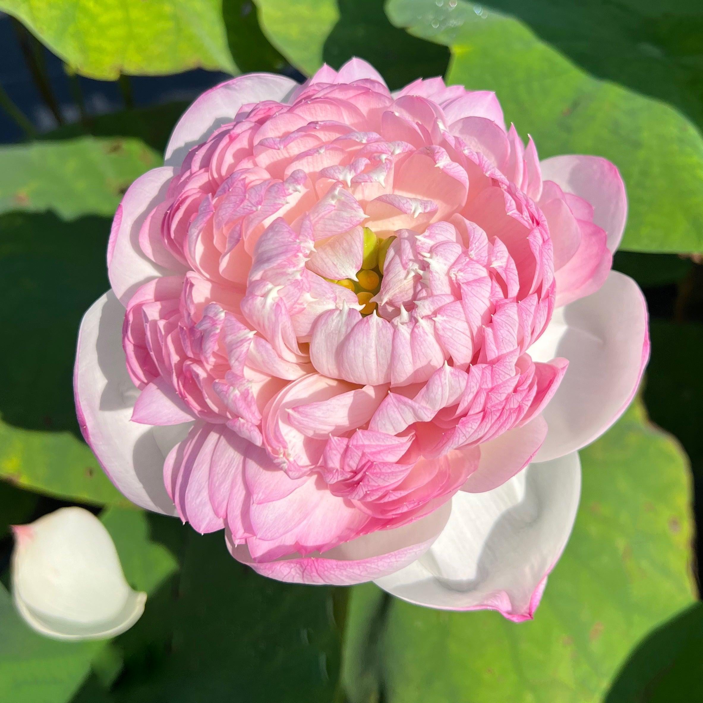 Phoenix Feather 13 - Crazy Good Bloomer Lotus (Bare Root) - Globalnestes