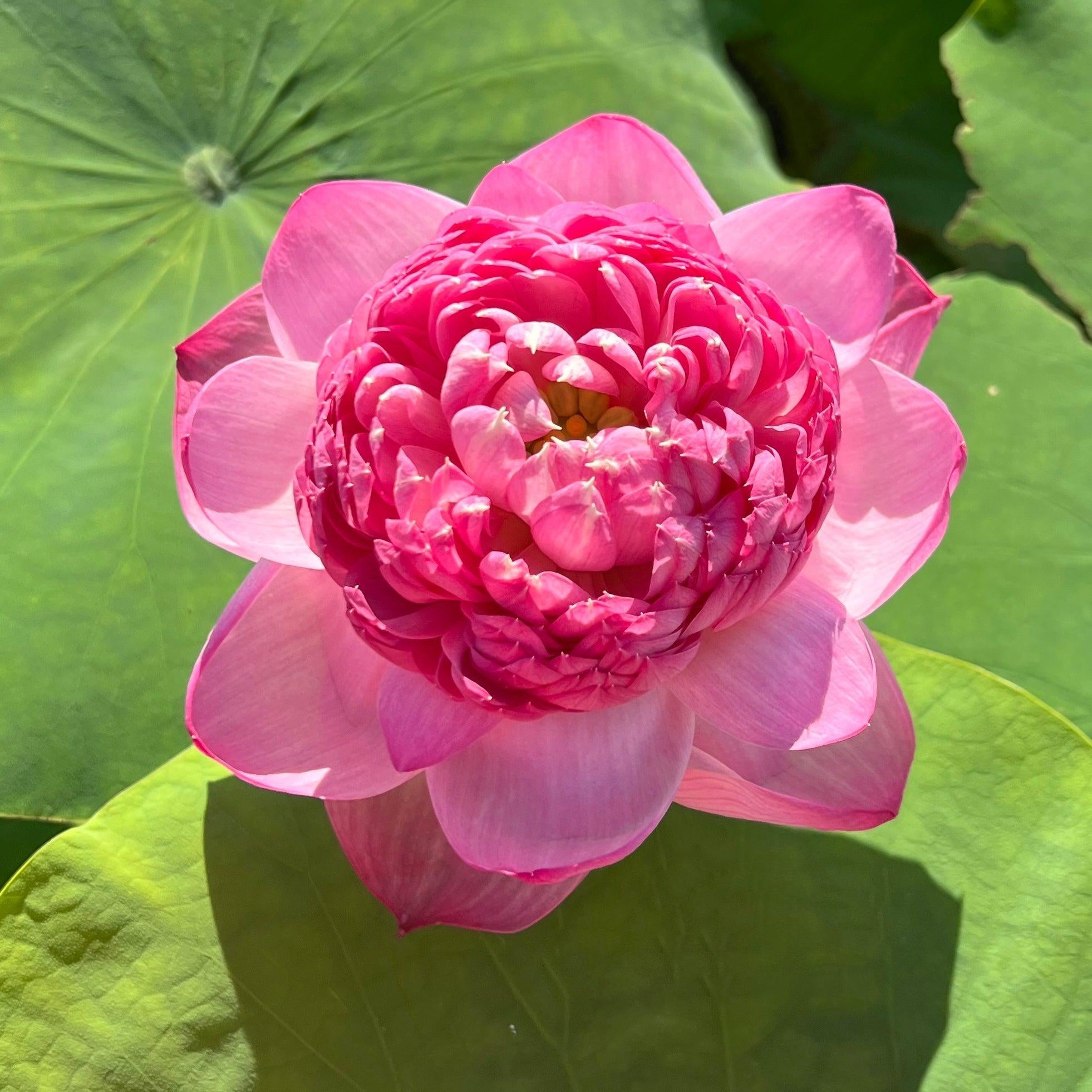 Phoenix Feather 13 - Crazy Good Bloomer Lotus (Bare Root) - Globalnestes