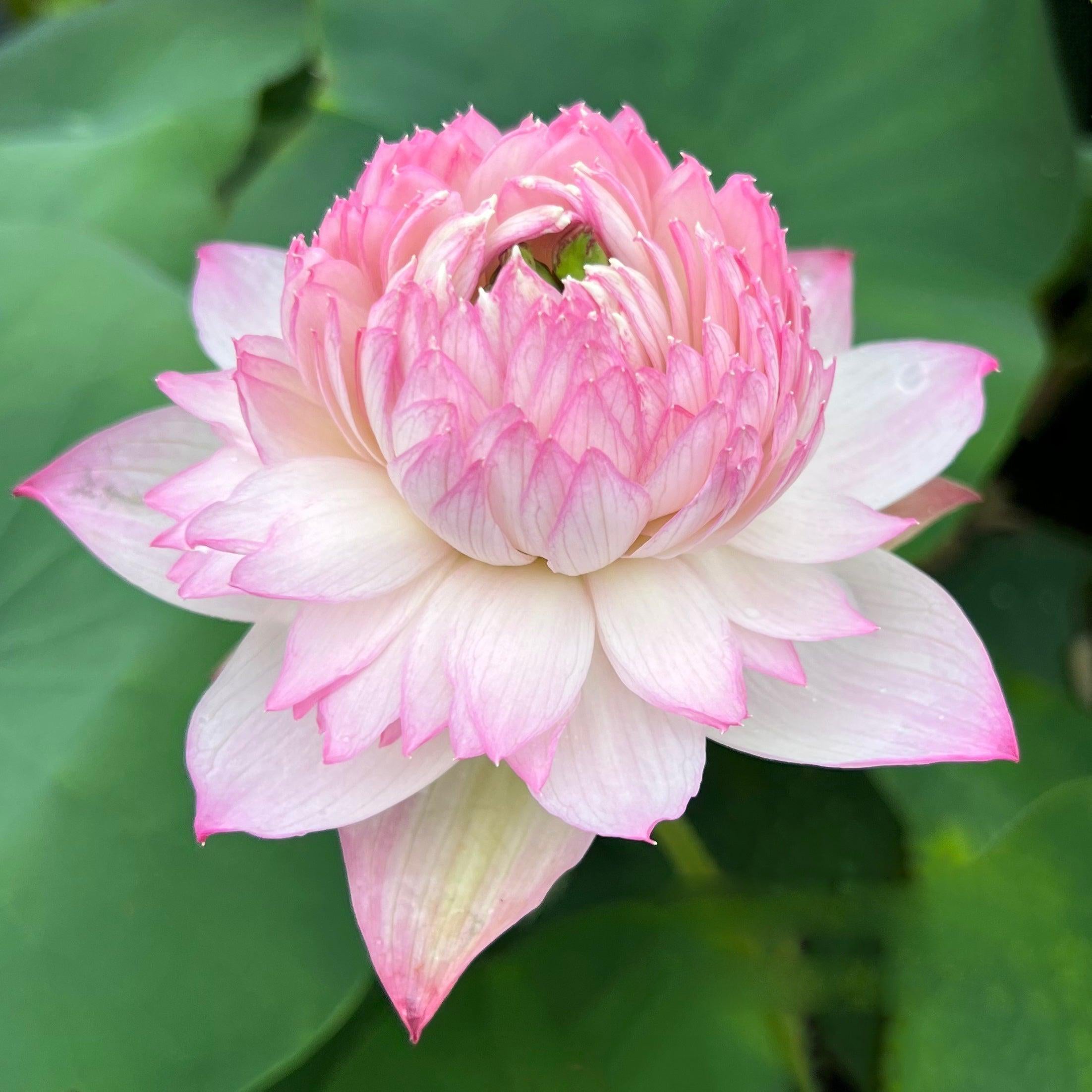 Phoenix Feather 13 - Crazy Good Bloomer Lotus (Bare Root) - Globalnestes